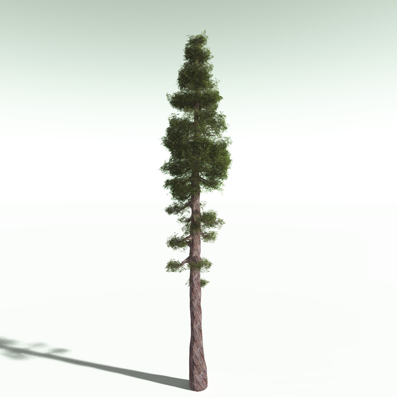 EVERYPlant Redwood Forest Biome for Poser by N/A