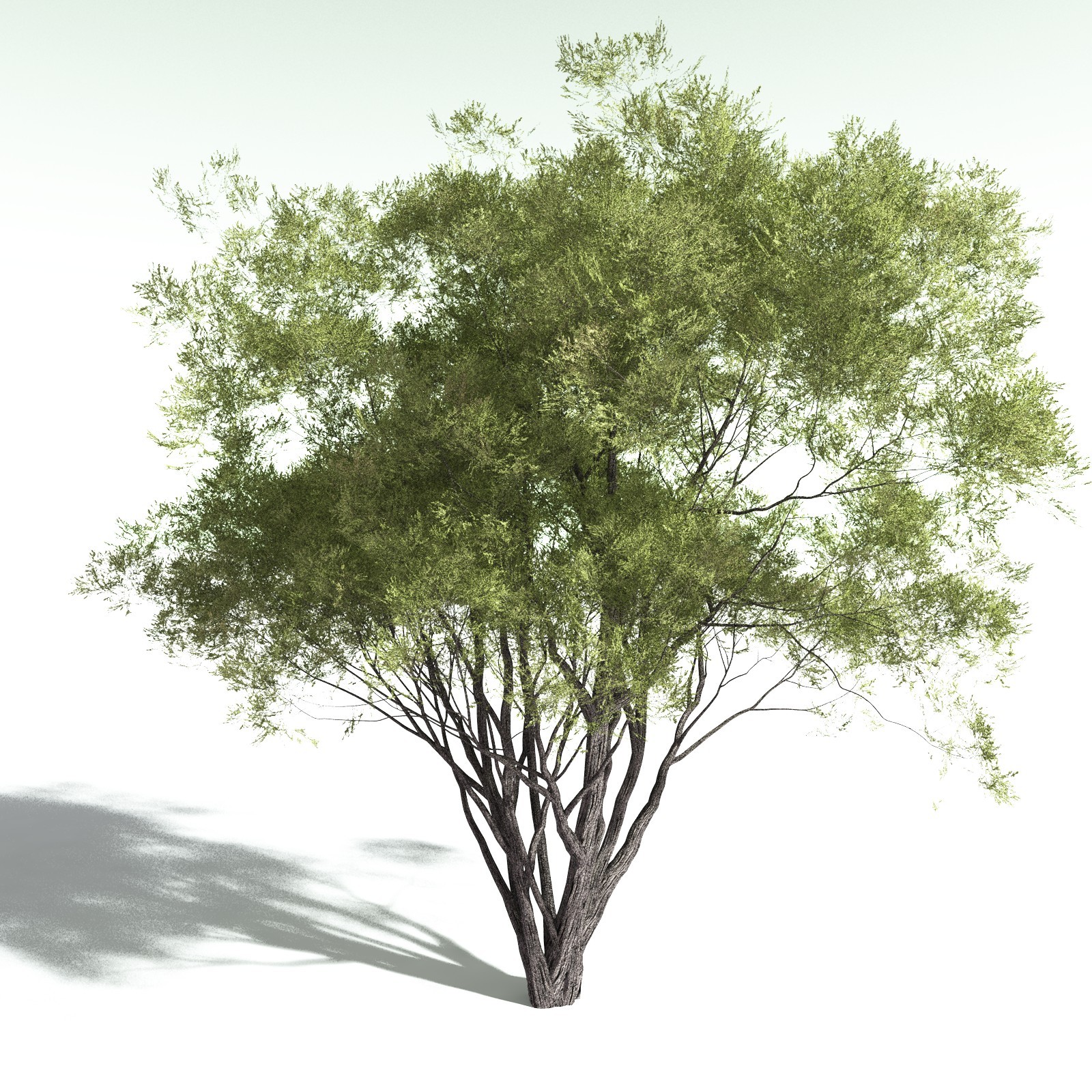 EVERYPlant Redwood Forest Biome for Poser by N/A