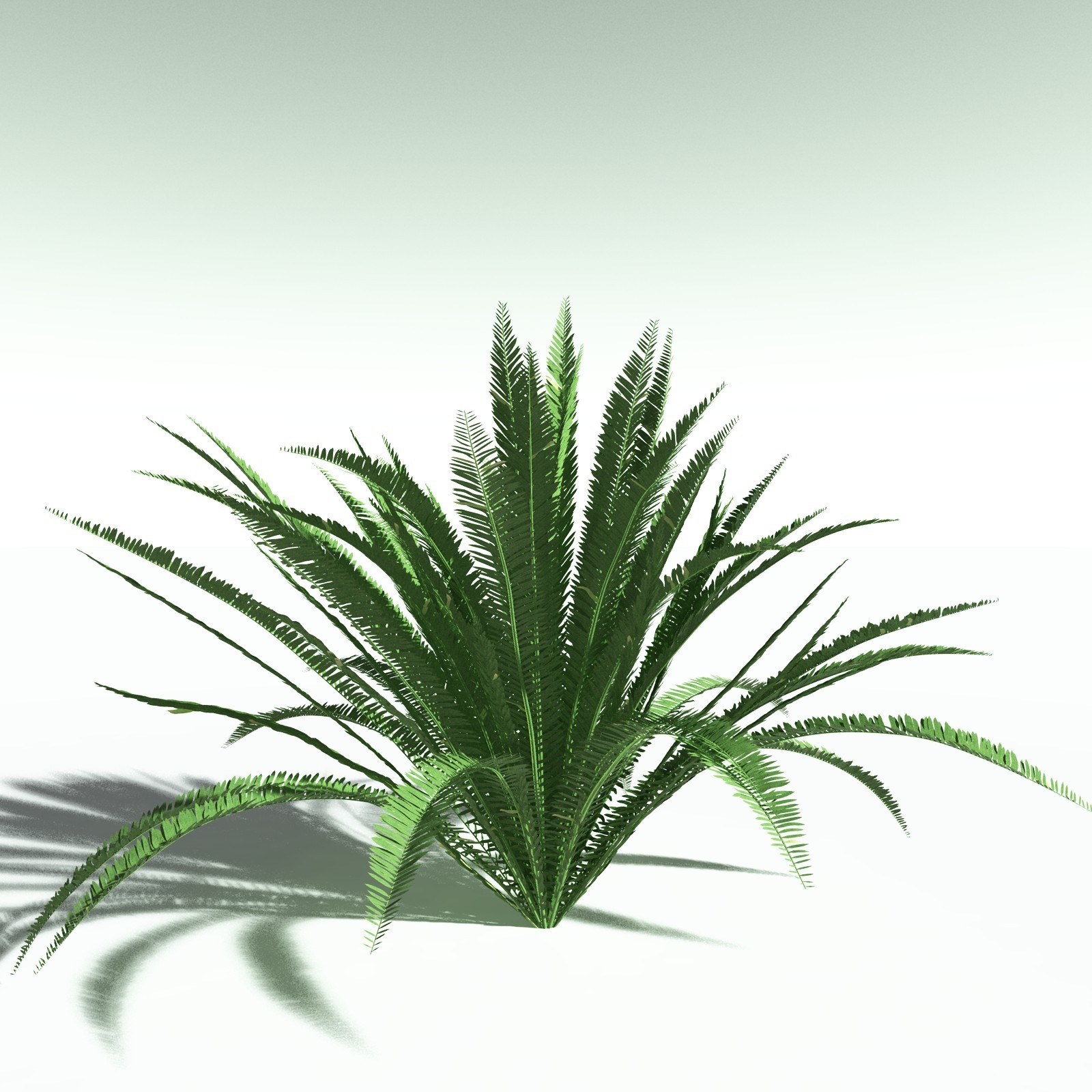 EVERYPlant Redwood Forest Biome for Poser by N/A
