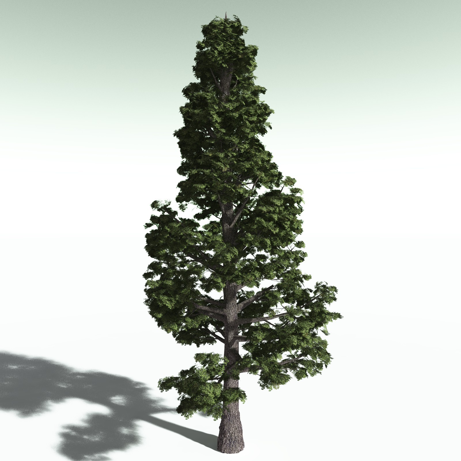EVERYPlant Redwood Forest Biome for Poser by N/A
