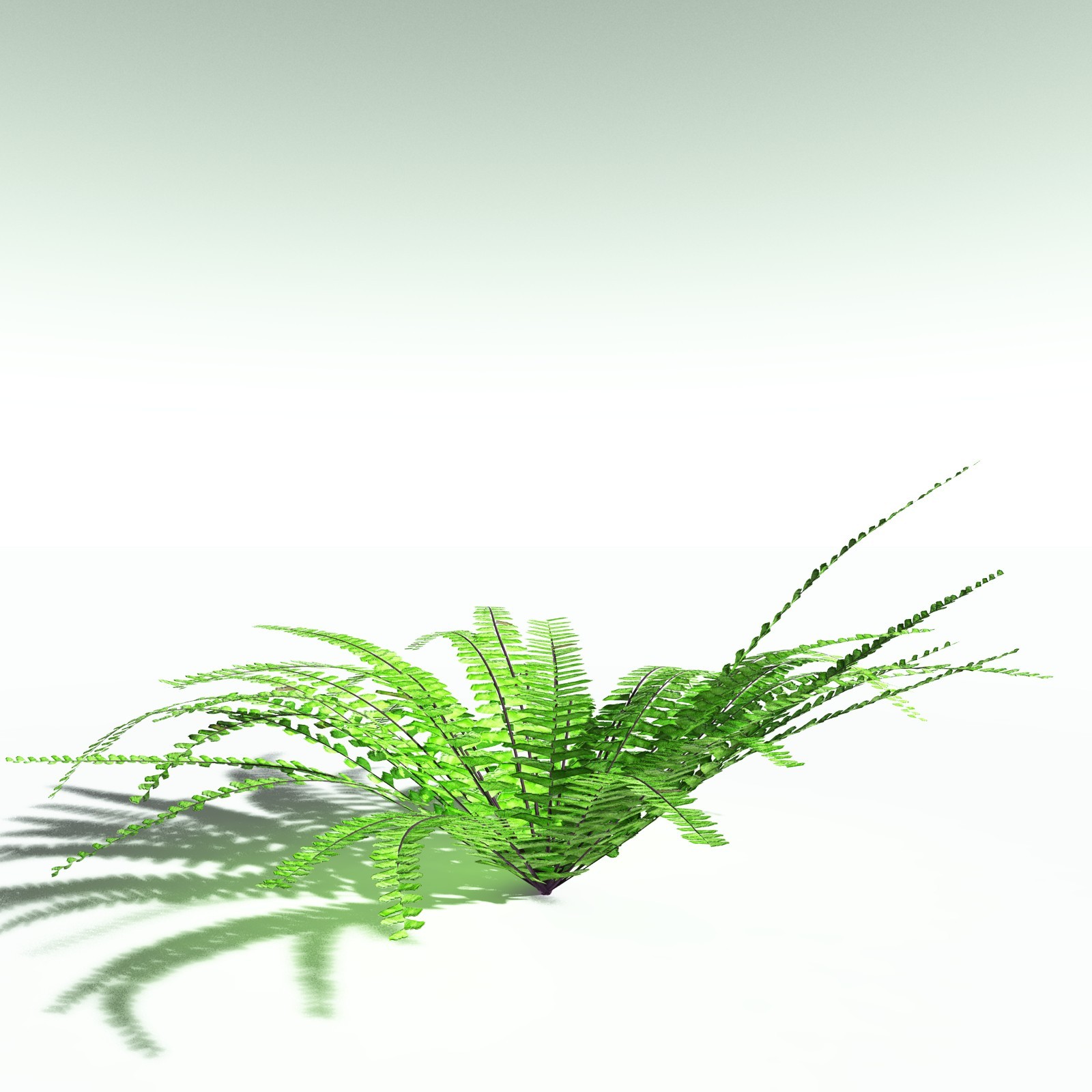 EVERYPlant Redwood Forest Biome for Poser by N/A