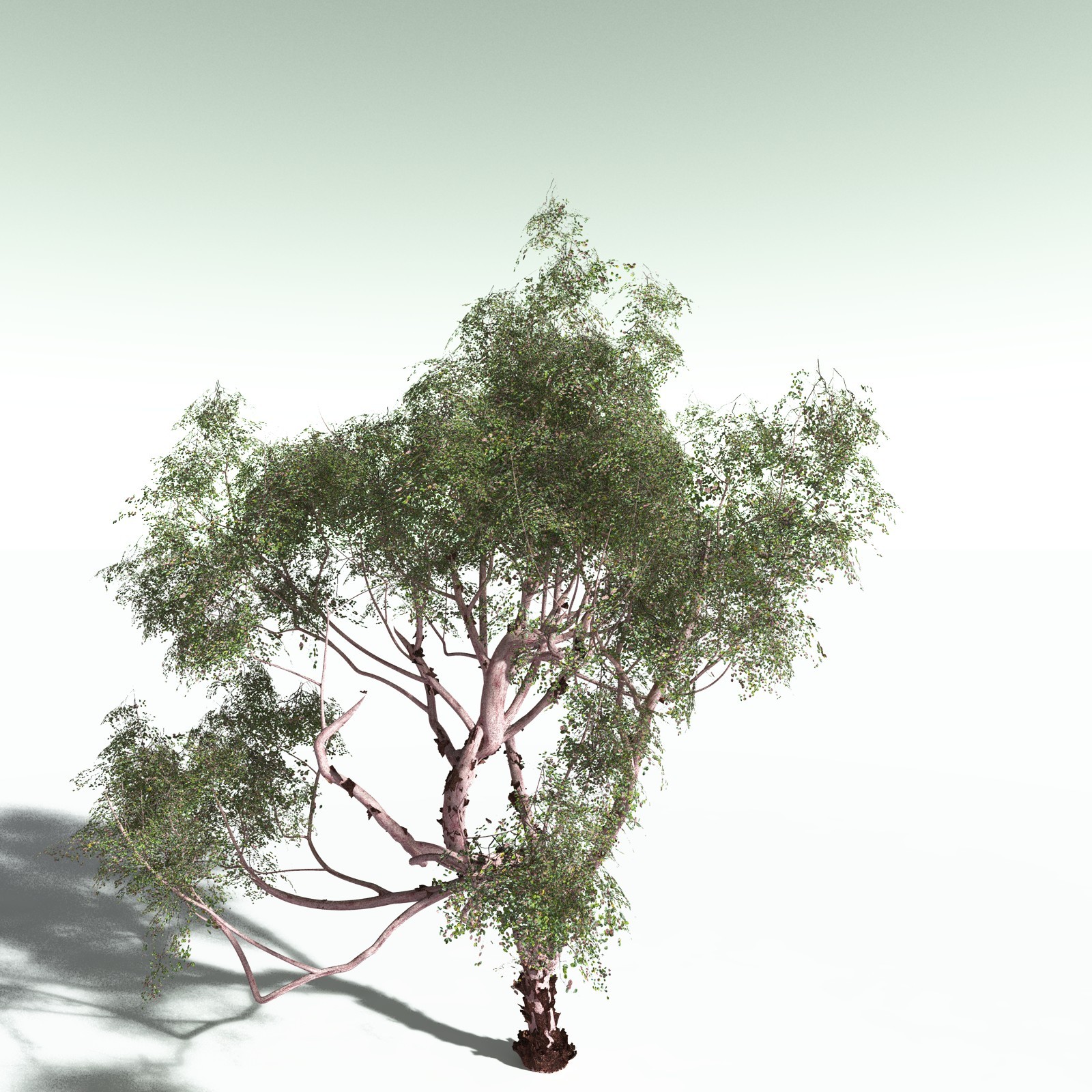 EVERYPlant Redwood Forest Biome for Poser by N/A