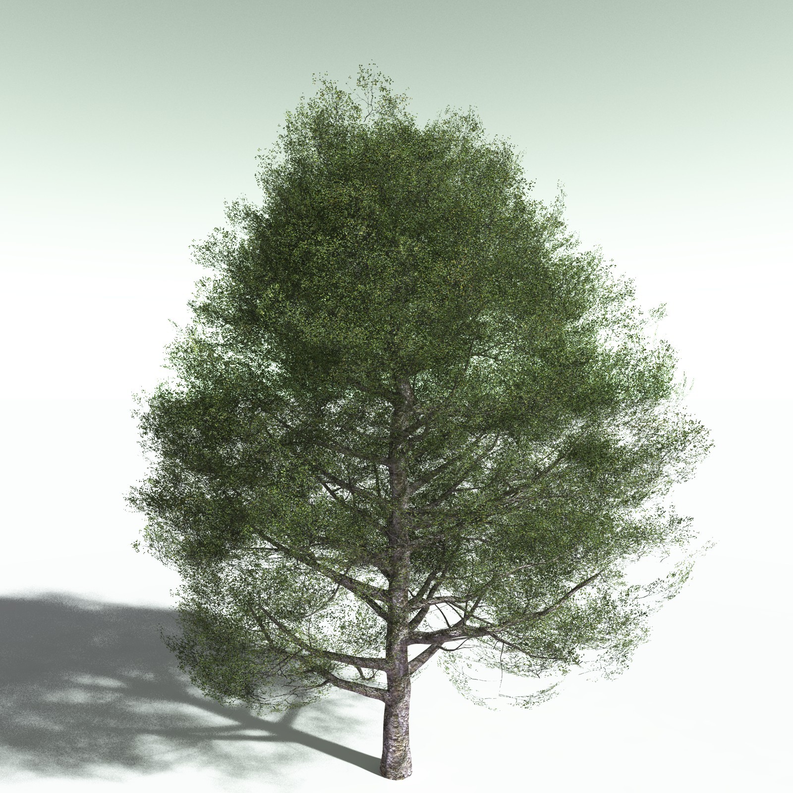 EVERYPlant Redwood Forest Biome for Poser by N/A