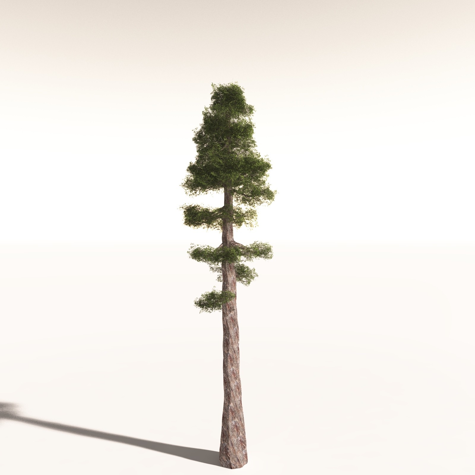 EVERYPlant Redwood Forest Biome for Daz by N/A
