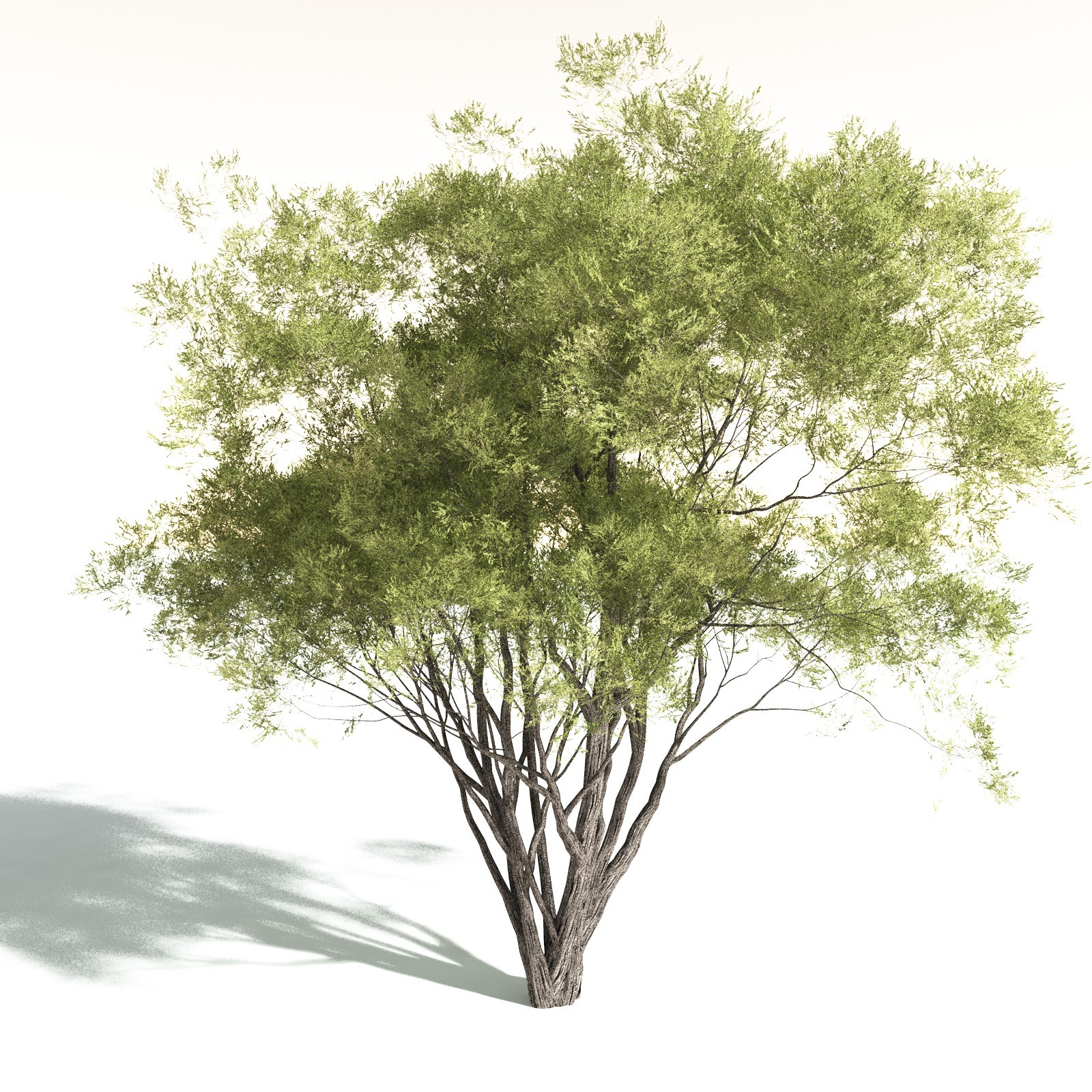 EVERYPlant Redwood Forest Biome for Daz by N/A