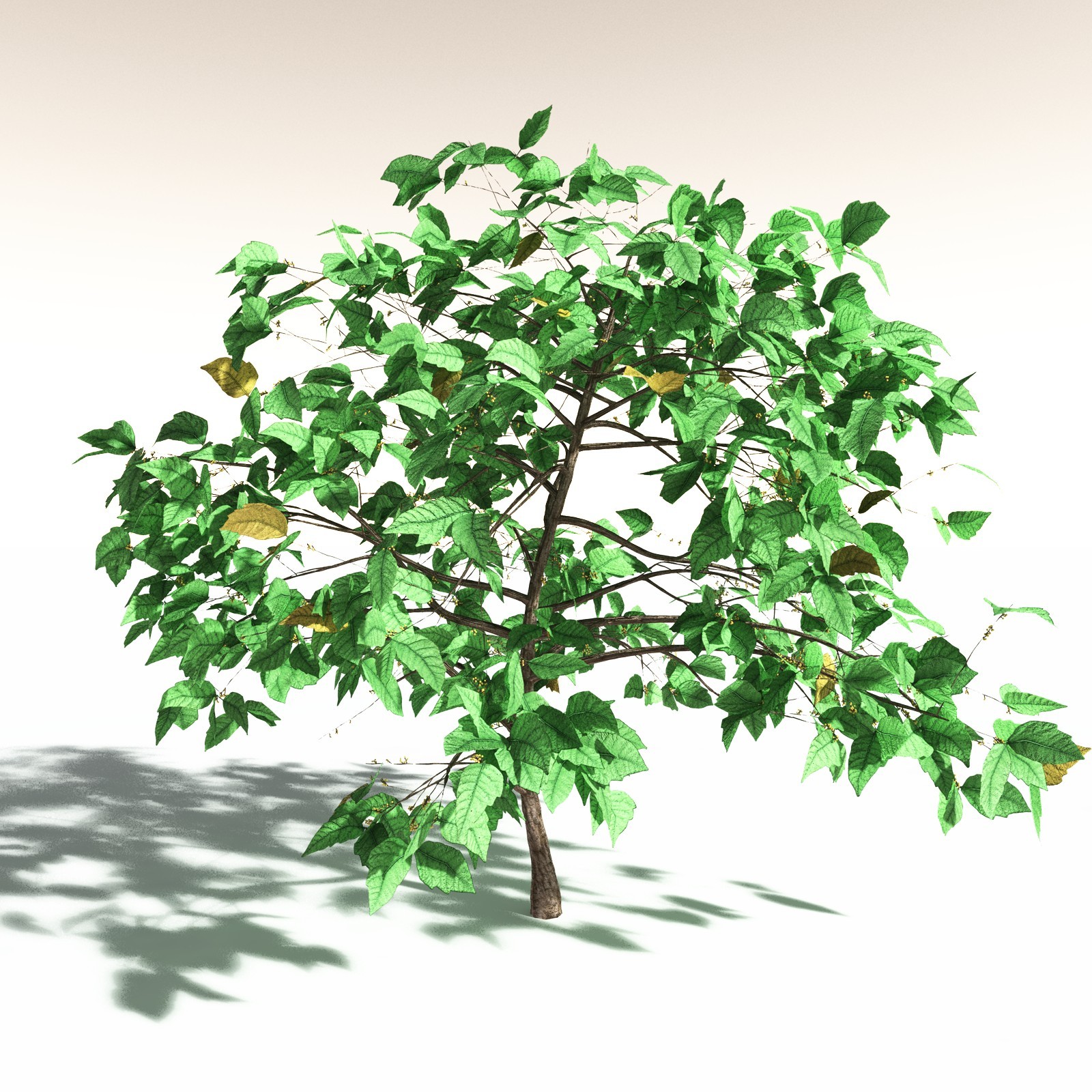EVERYPlant Redwood Forest Biome for Daz by N/A