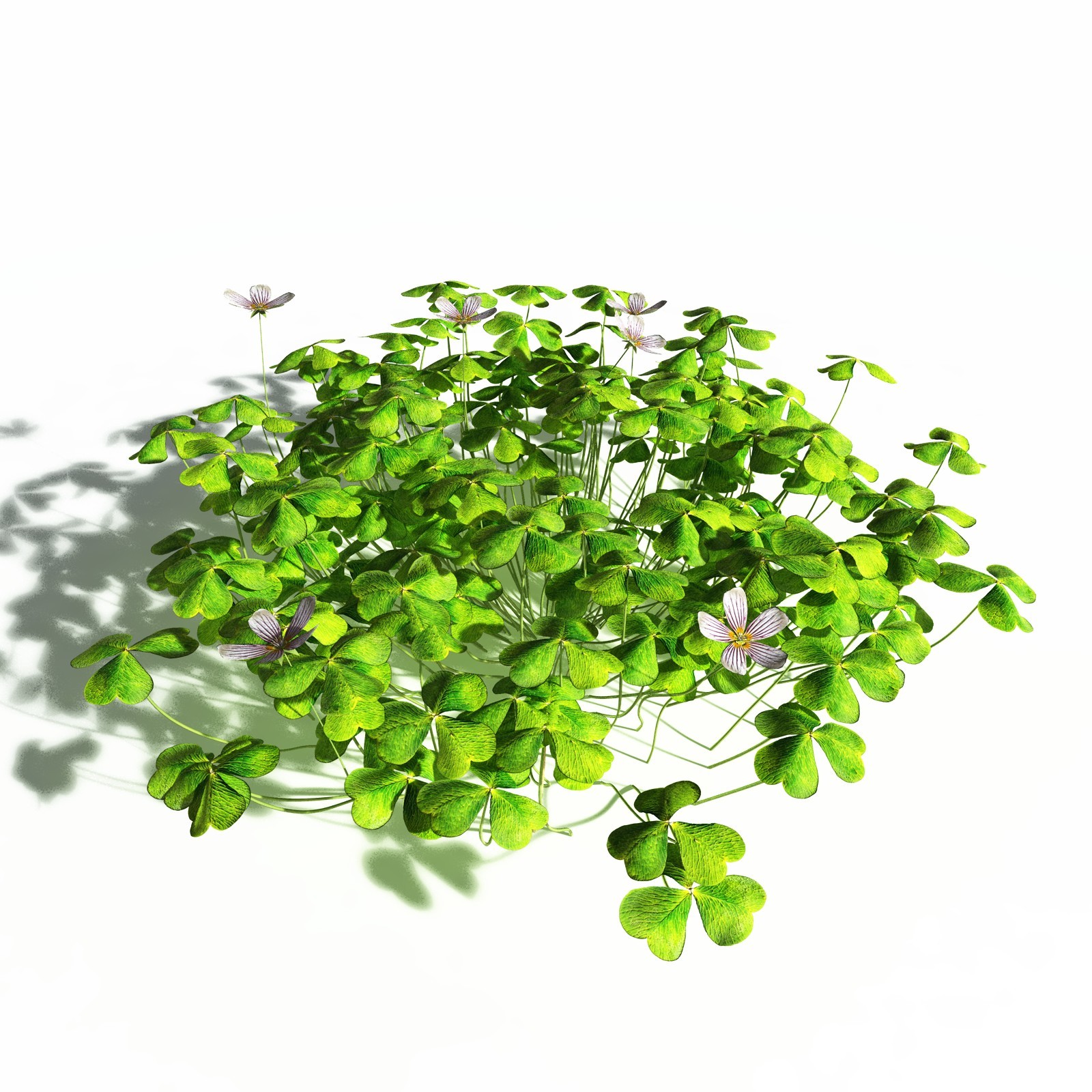 EVERYPlant Redwood Forest Biome for Daz by N/A