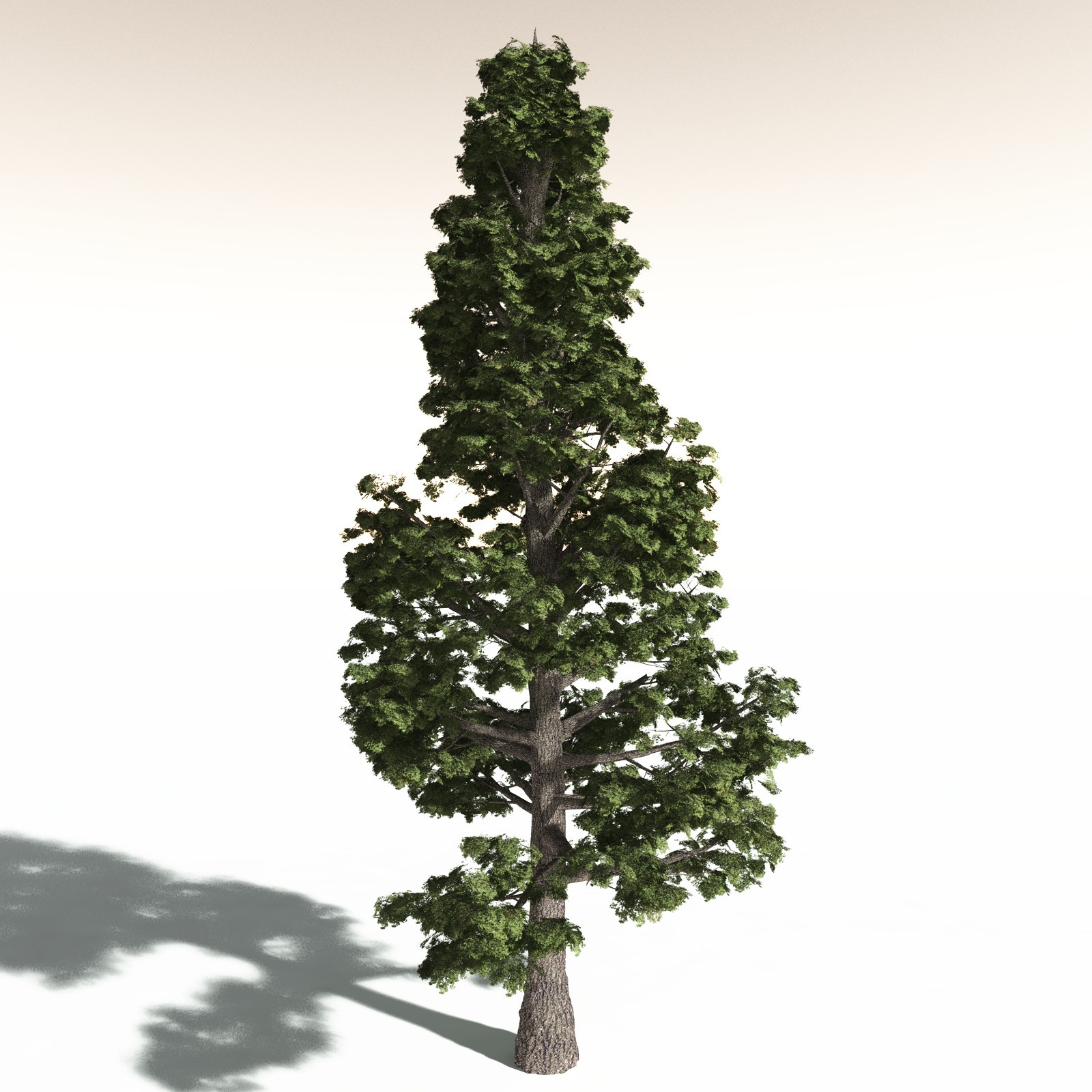 EVERYPlant Redwood Forest Biome for Daz by N/A
