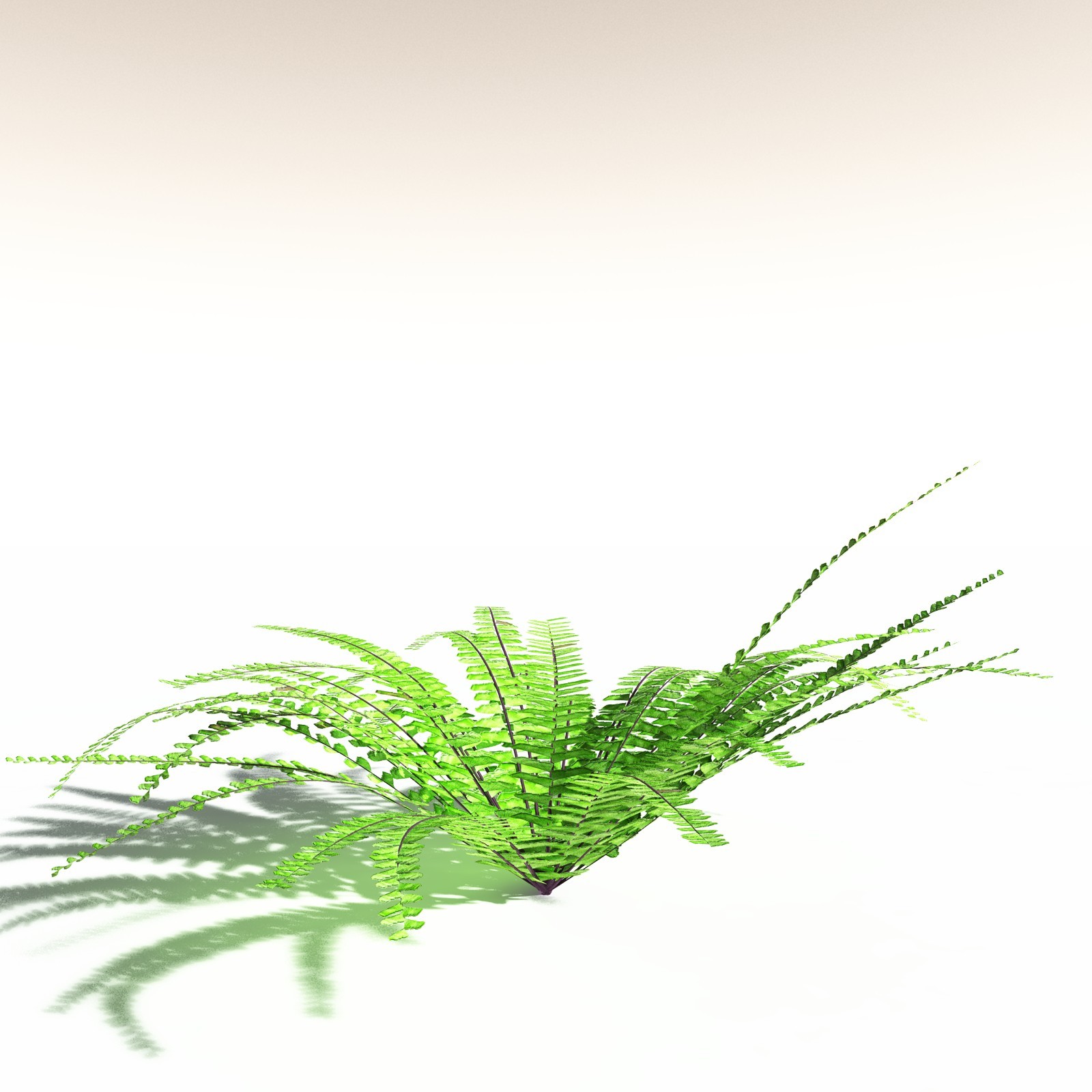 EVERYPlant Redwood Forest Biome for Daz by N/A