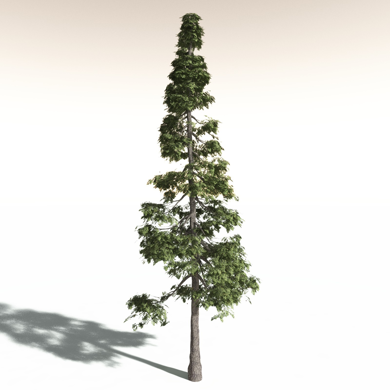 EVERYPlant Redwood Forest Biome for Daz by N/A
