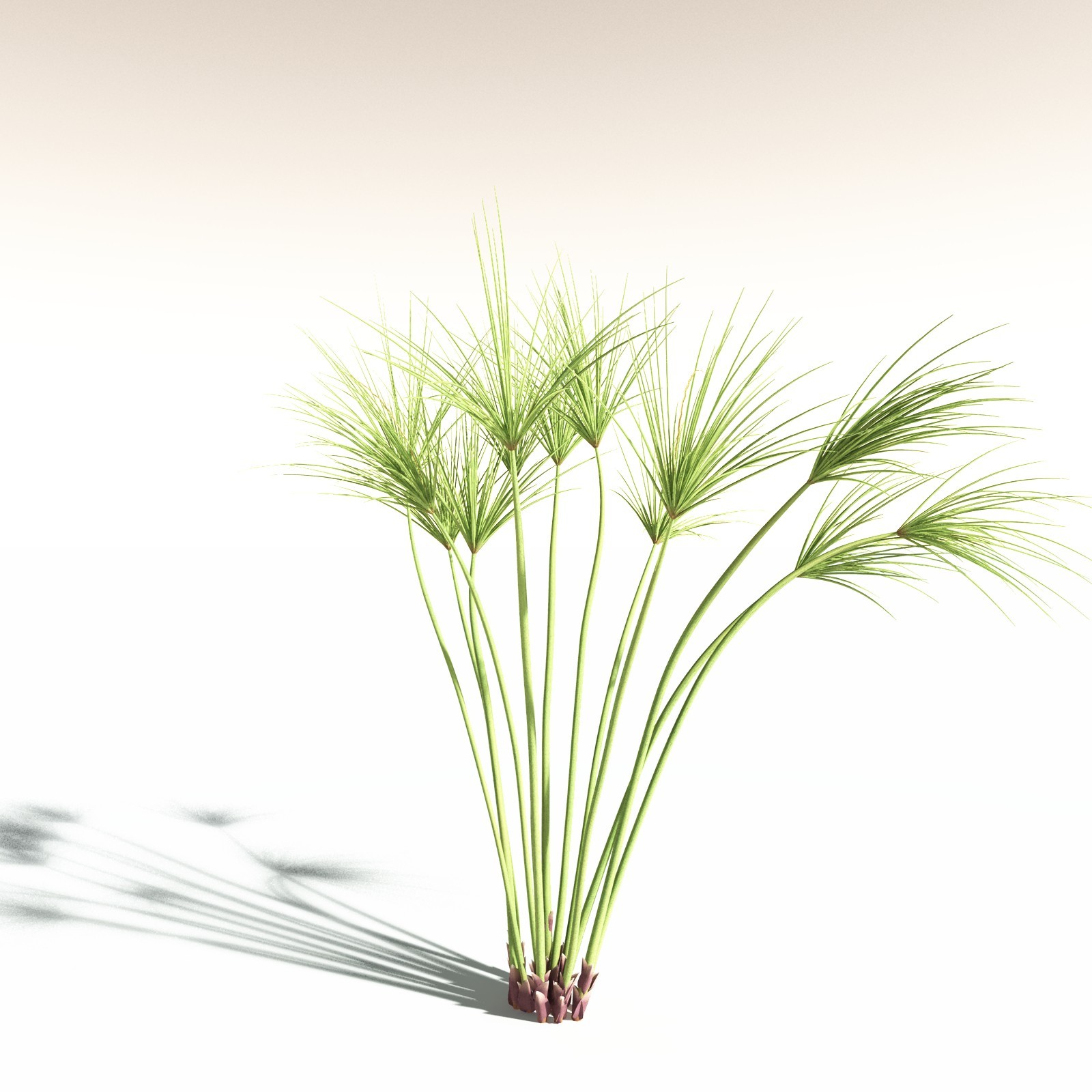 EVERYPlant Papyrus Sedge for Daz by N/A