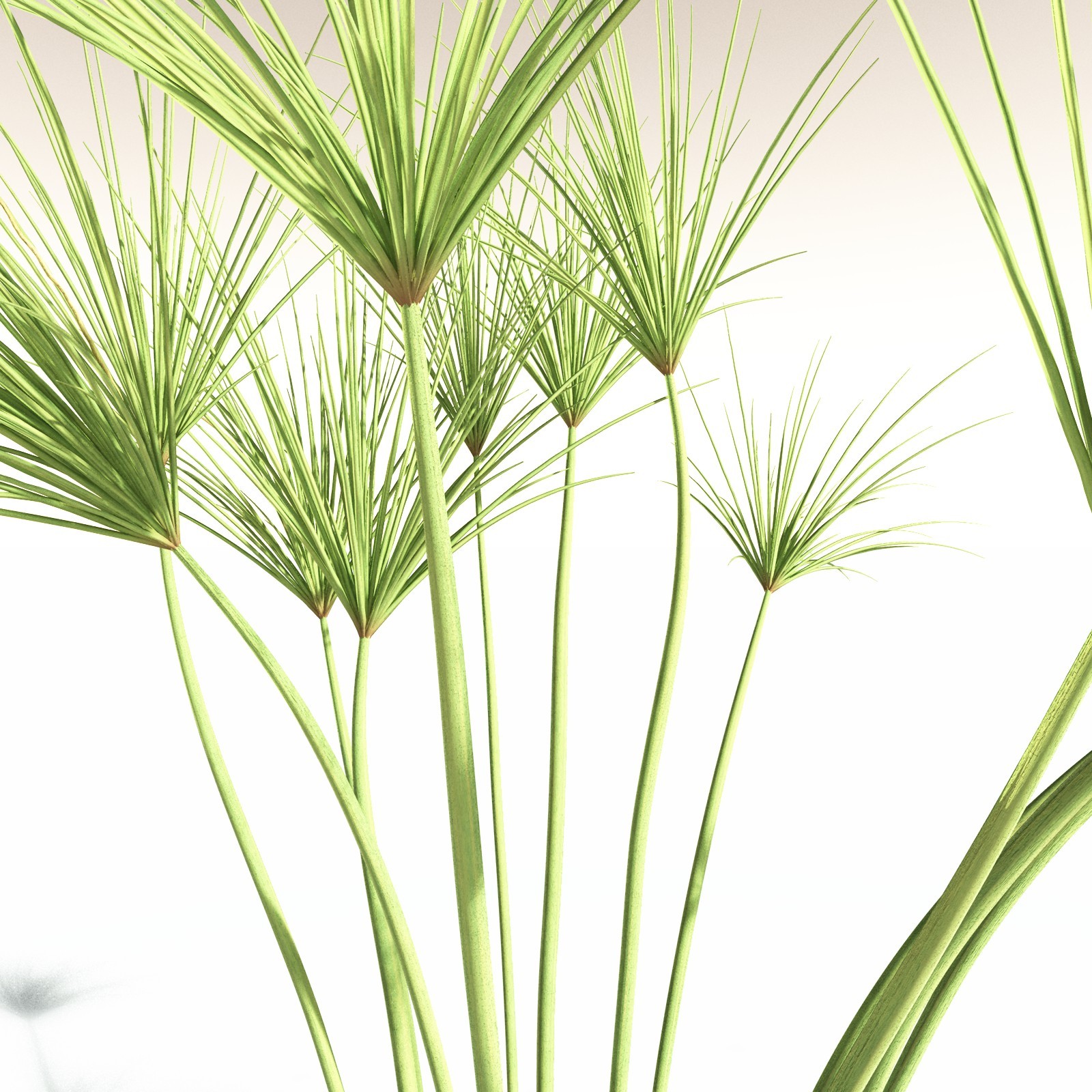 EVERYPlant Papyrus Sedge for Daz by N/A
