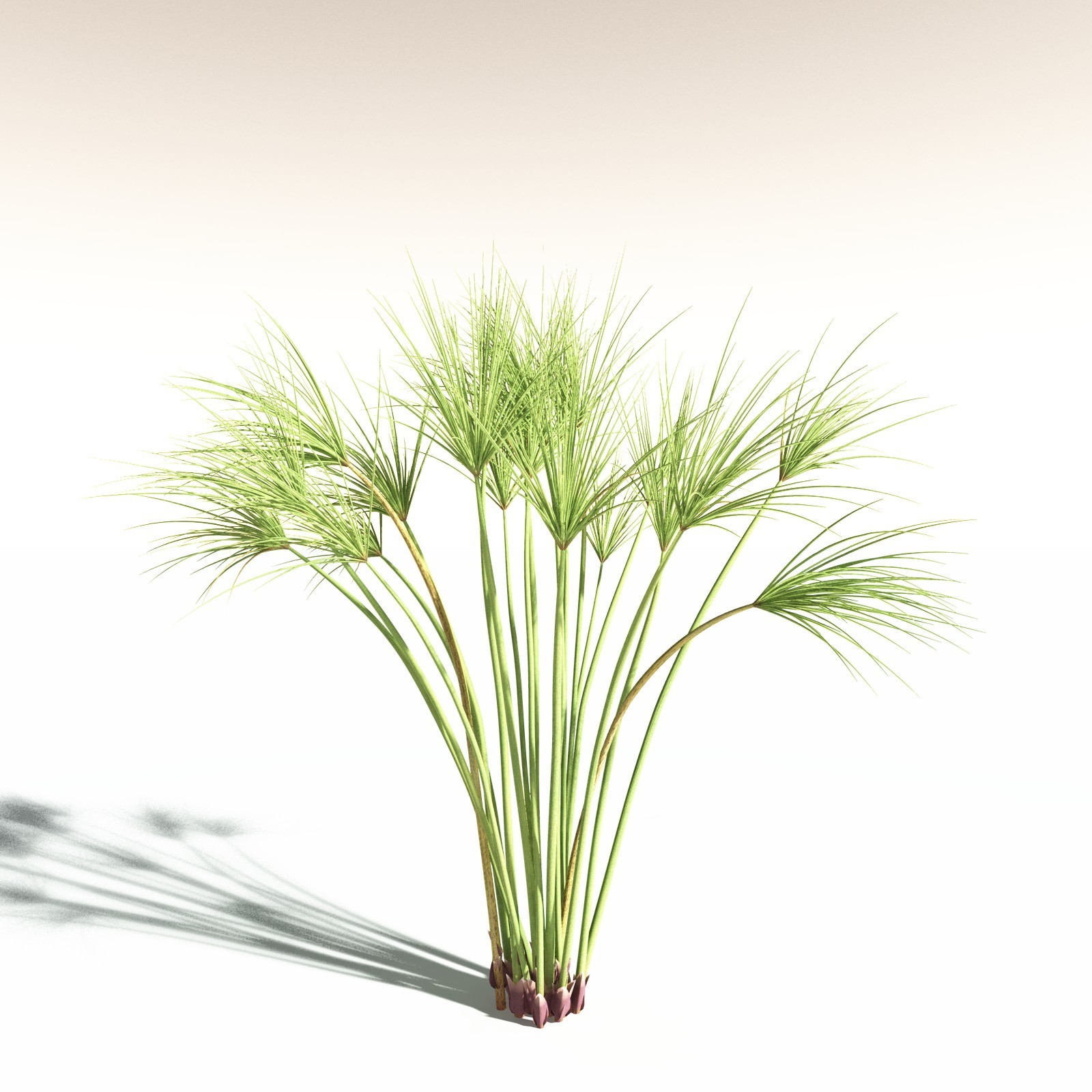 EVERYPlant Papyrus Sedge for Daz by N/A