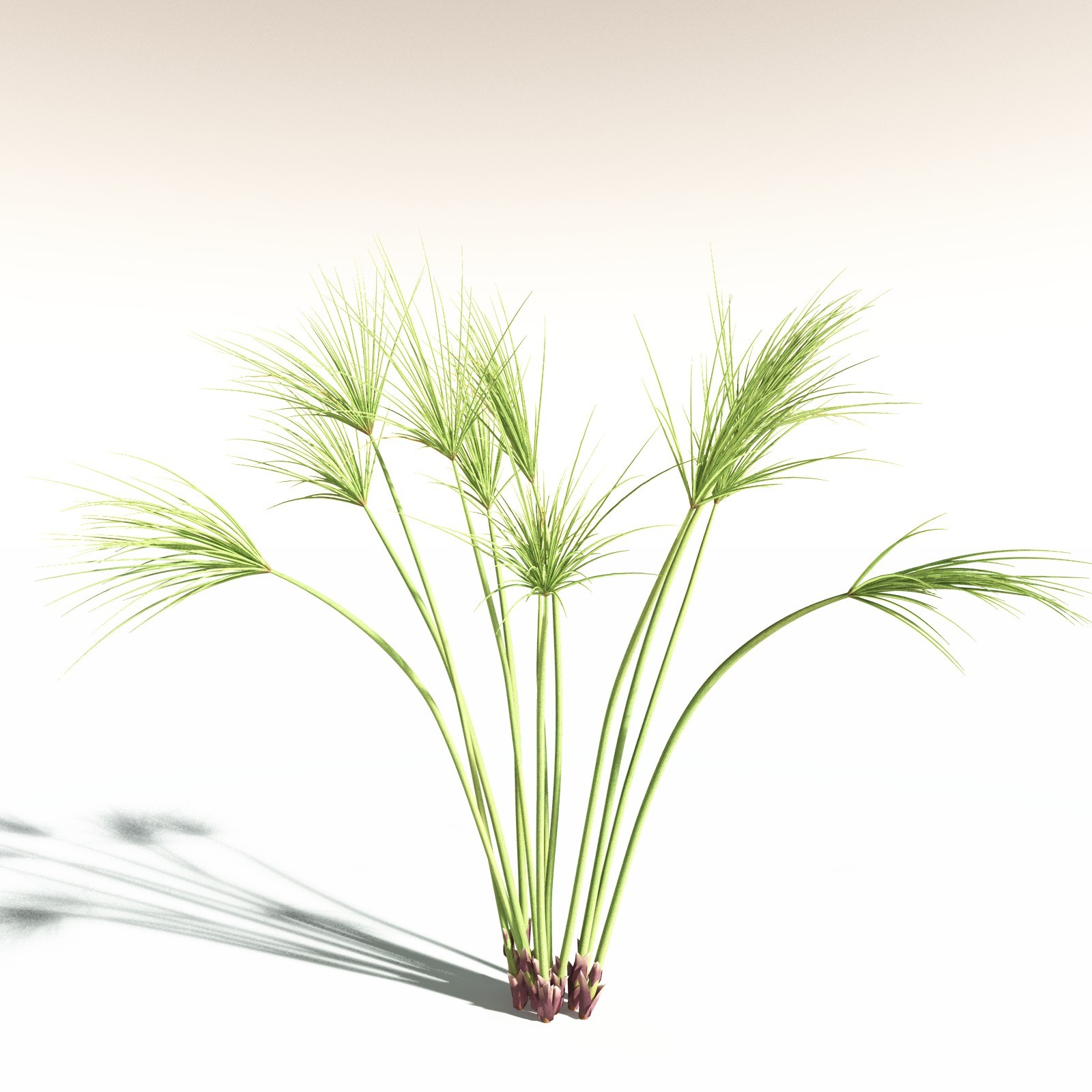 EVERYPlant Papyrus Sedge for Daz by N/A