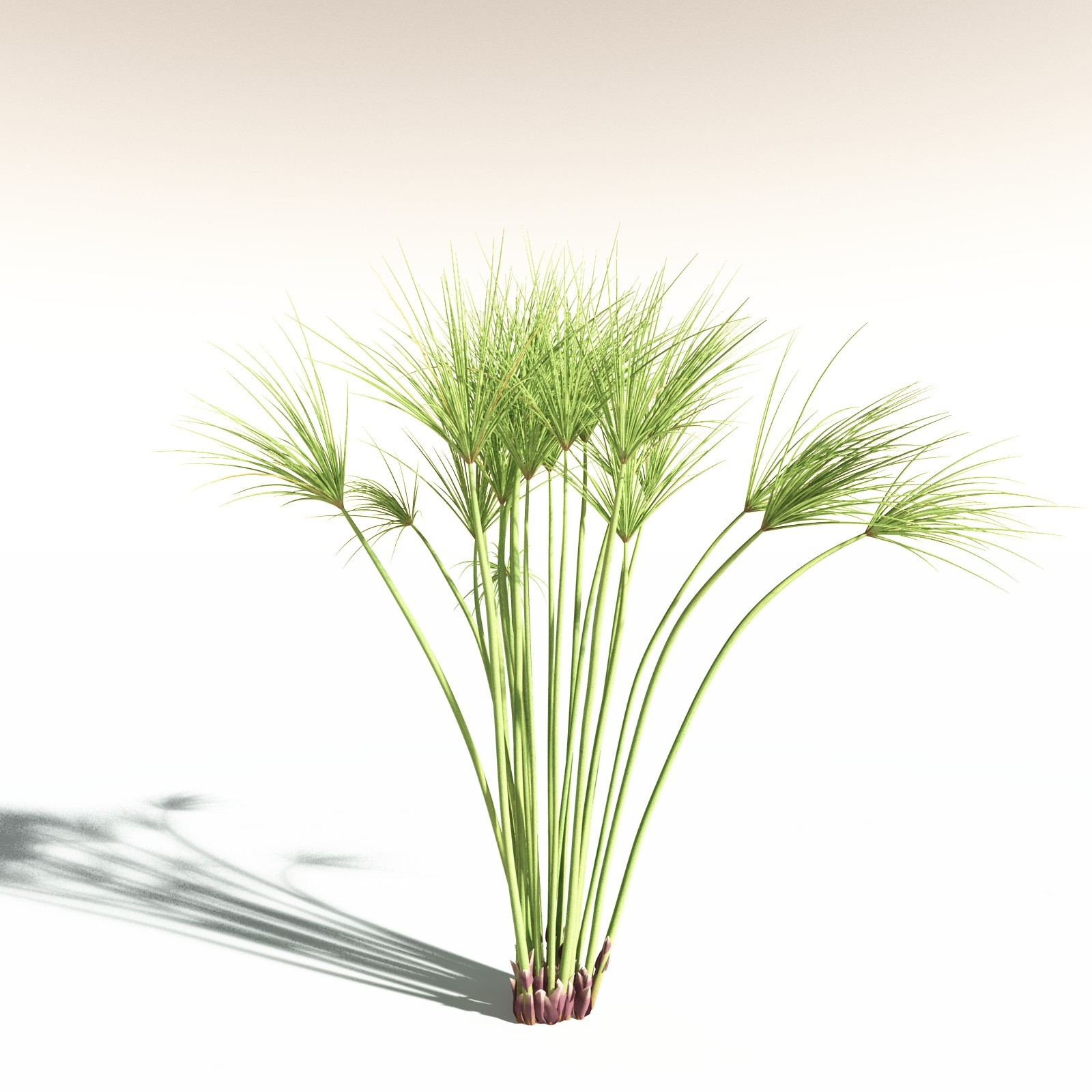 EVERYPlant Papyrus Sedge for Daz by N/A