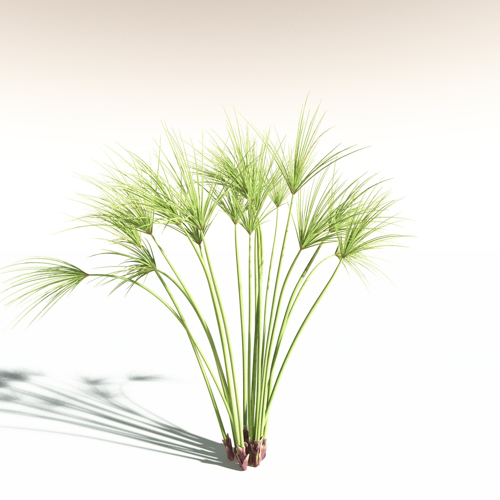 EVERYPlant Papyrus Sedge for Daz by N/A