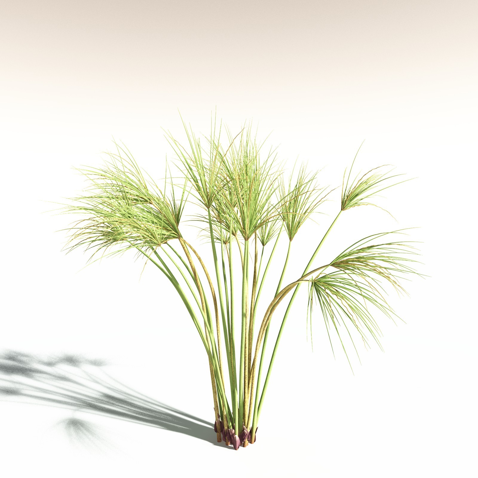EVERYPlant Papyrus Sedge for Daz by N/A