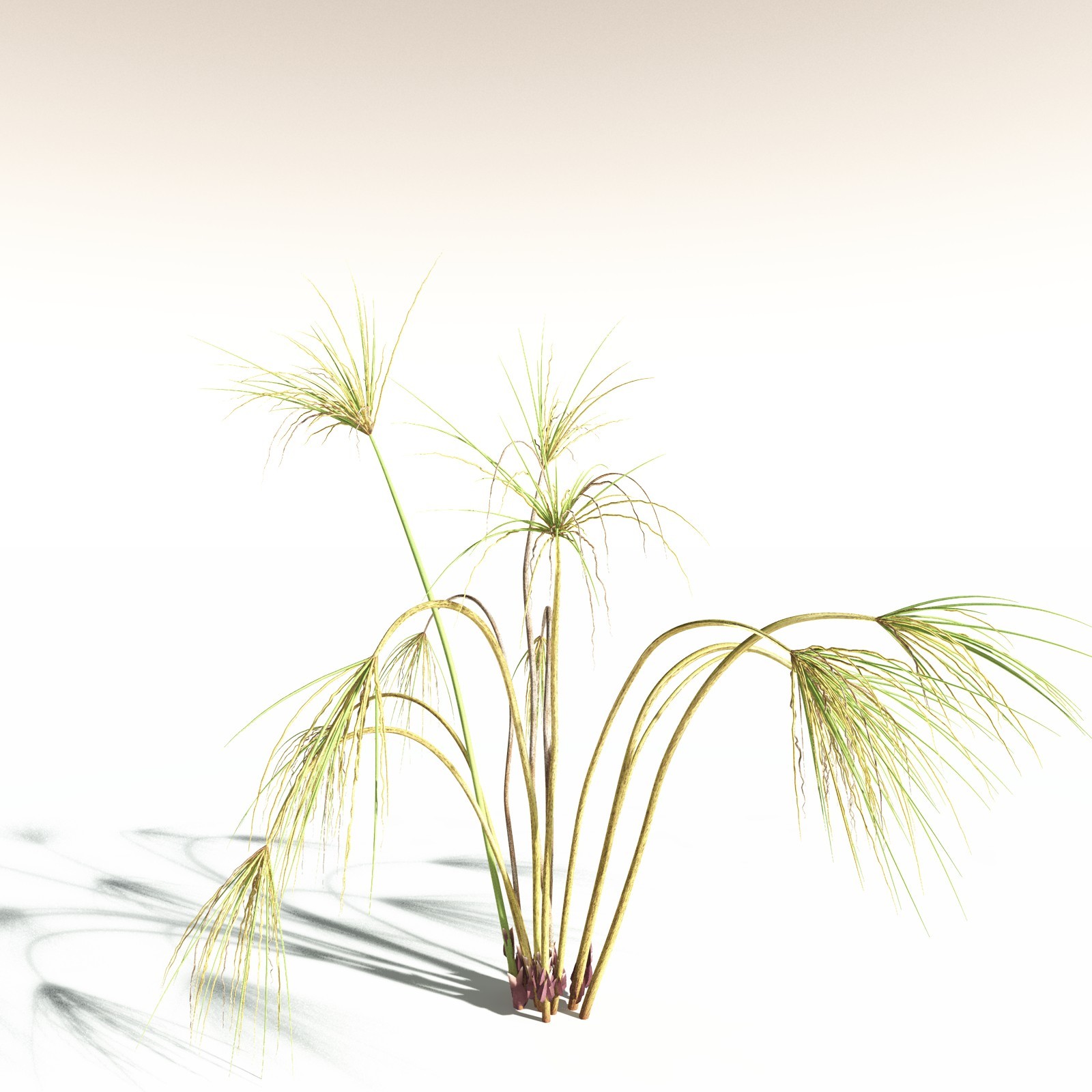 EVERYPlant Papyrus Sedge for Daz by N/A