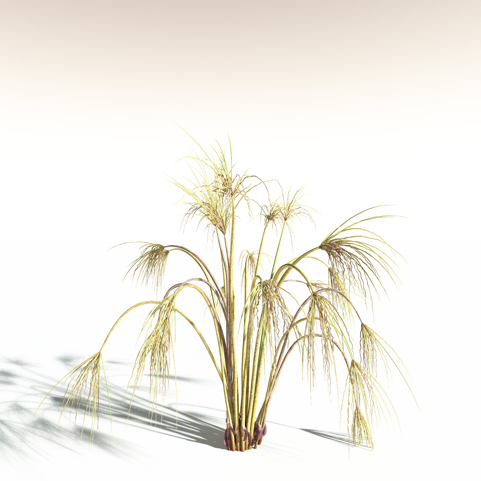 EVERYPlant Papyrus Sedge for Daz by N/A