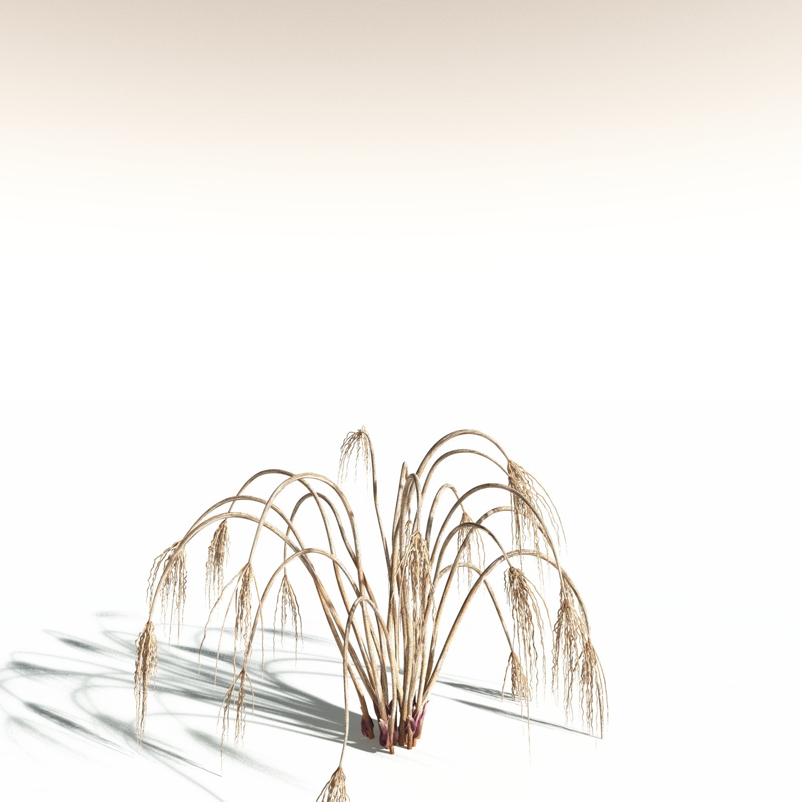 EVERYPlant Papyrus Sedge for Daz by N/A