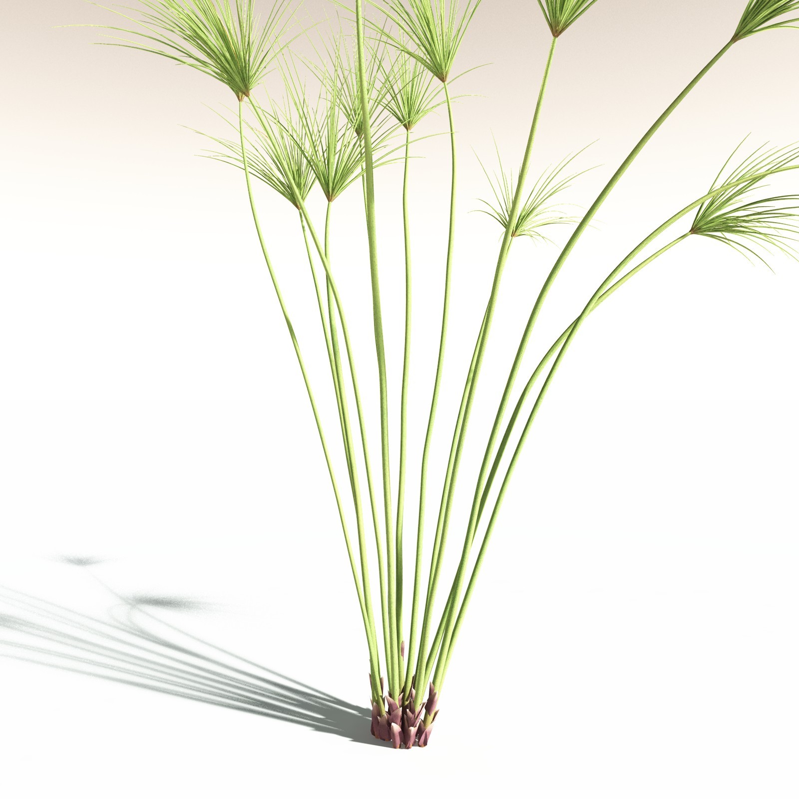 EVERYPlant Papyrus Sedge for Daz by N/A