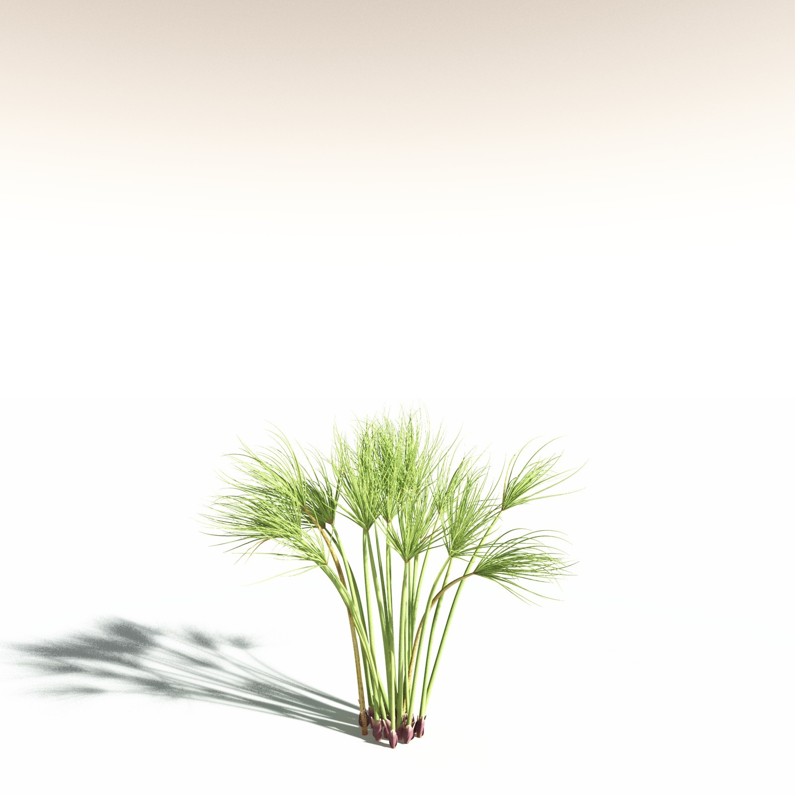 EVERYPlant Papyrus Sedge for Daz by N/A