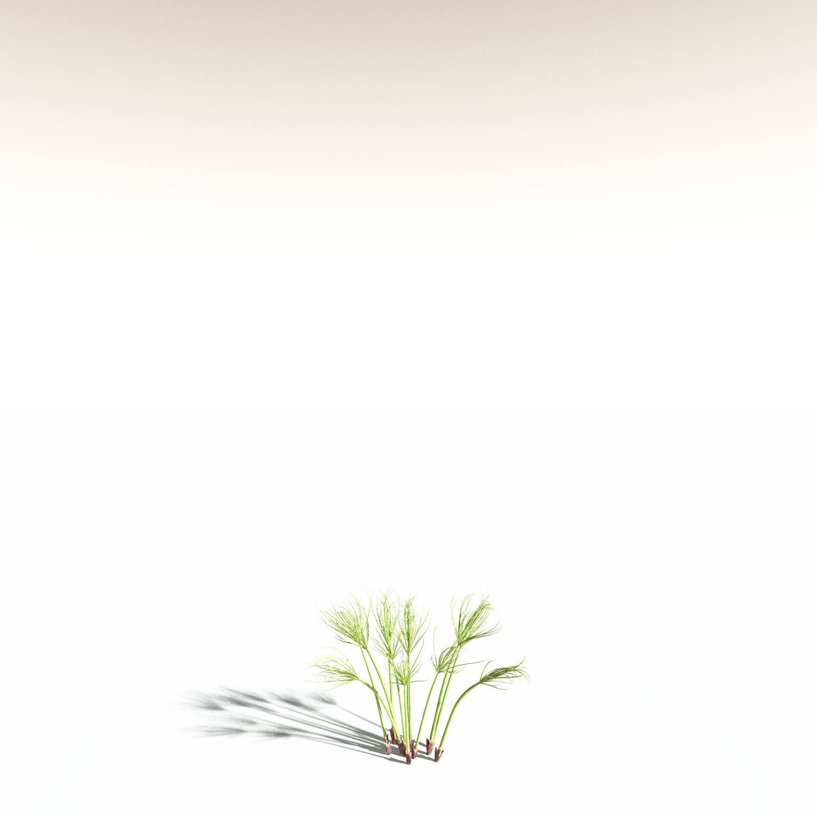 EVERYPlant Papyrus Sedge for Daz by N/A