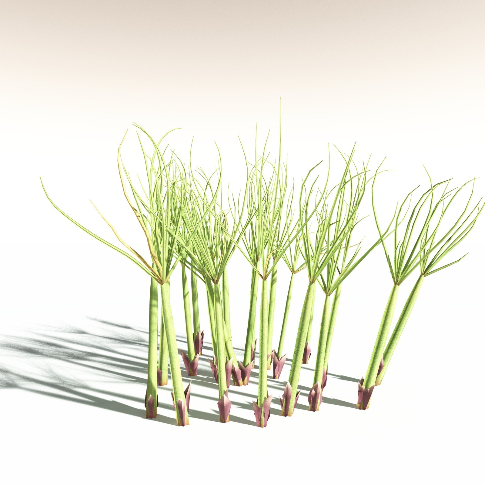 EVERYPlant Papyrus Sedge for Daz by N/A
