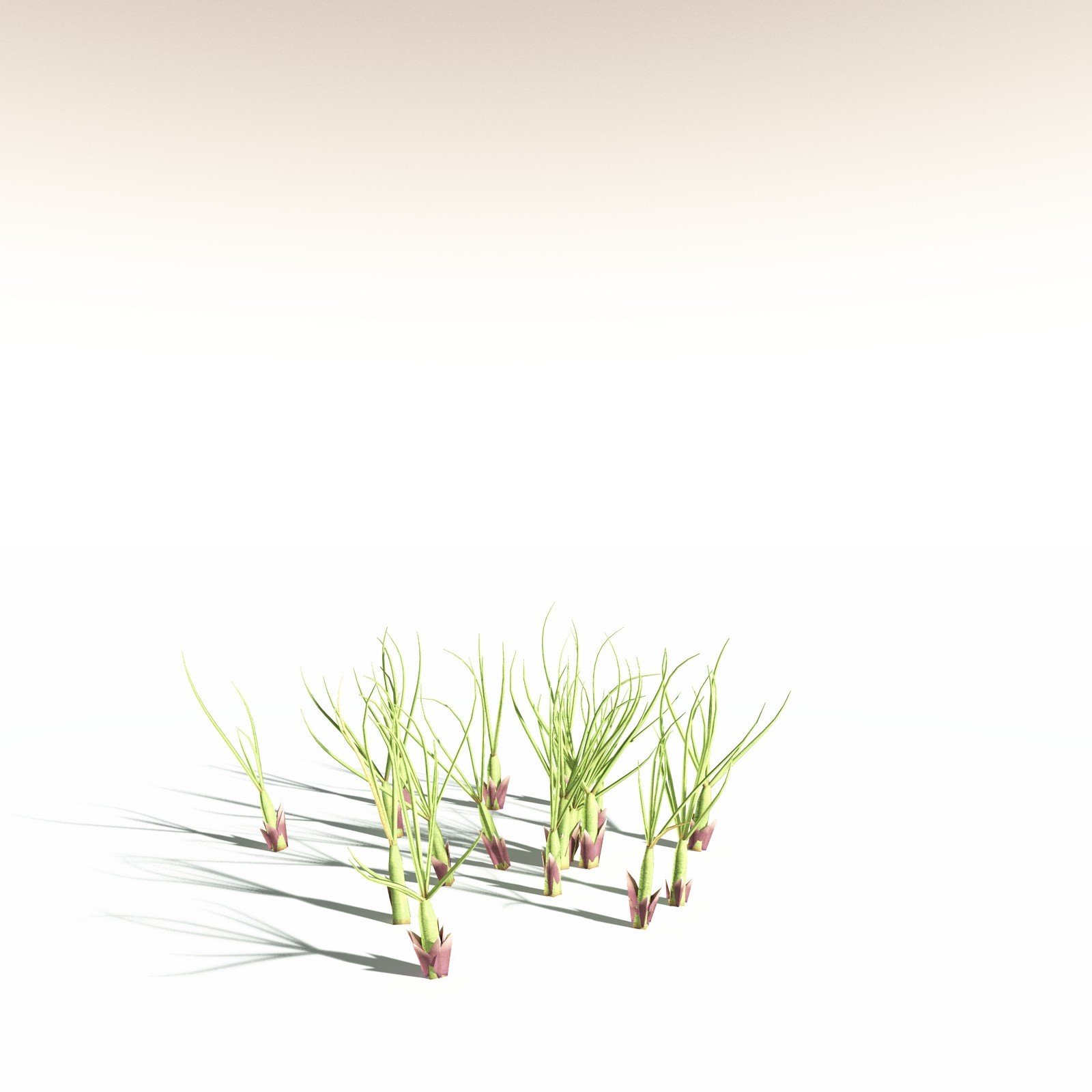 EVERYPlant Papyrus Sedge for Daz by N/A