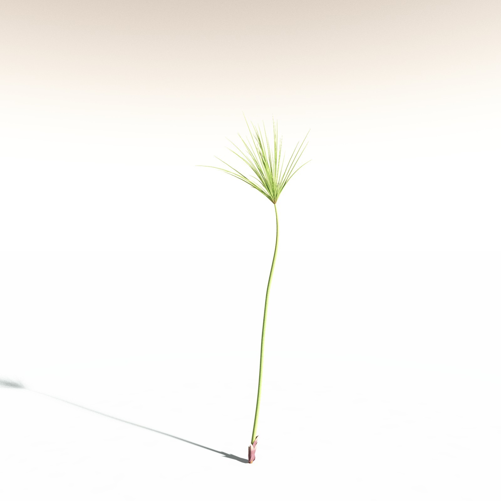 EVERYPlant Papyrus Sedge for Daz by N/A