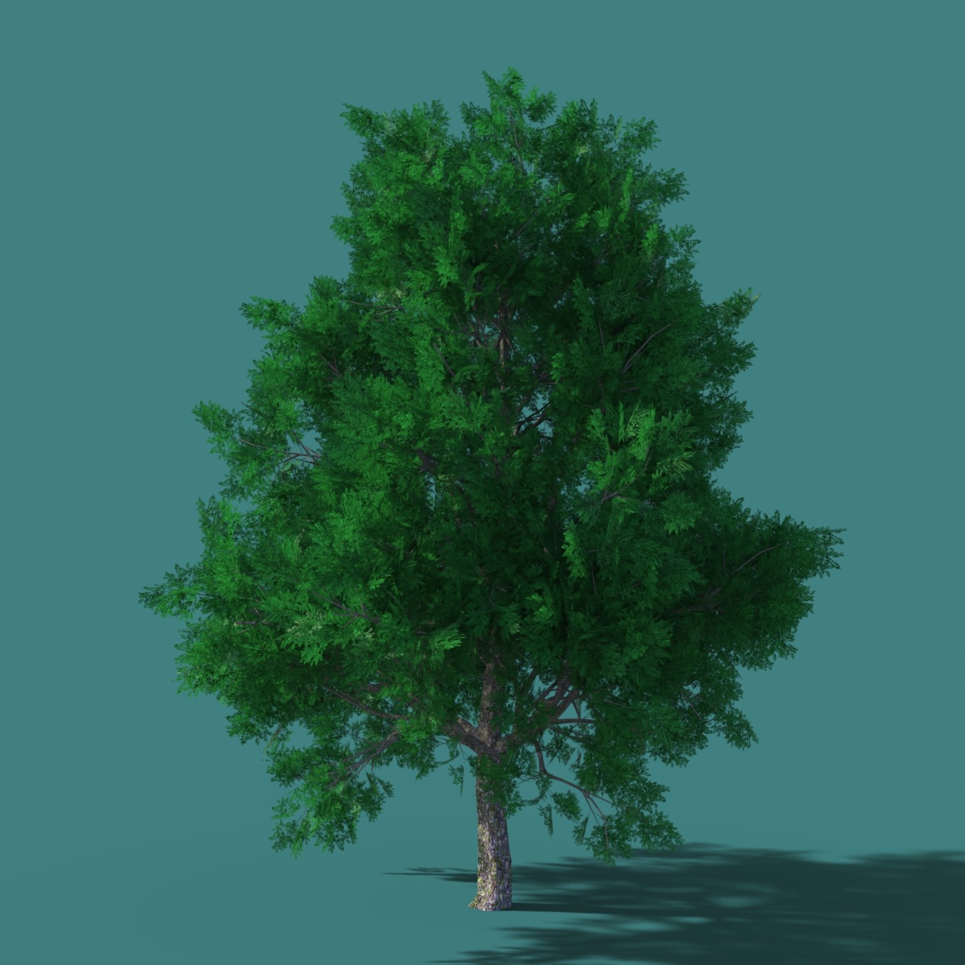 DazTree by N/A