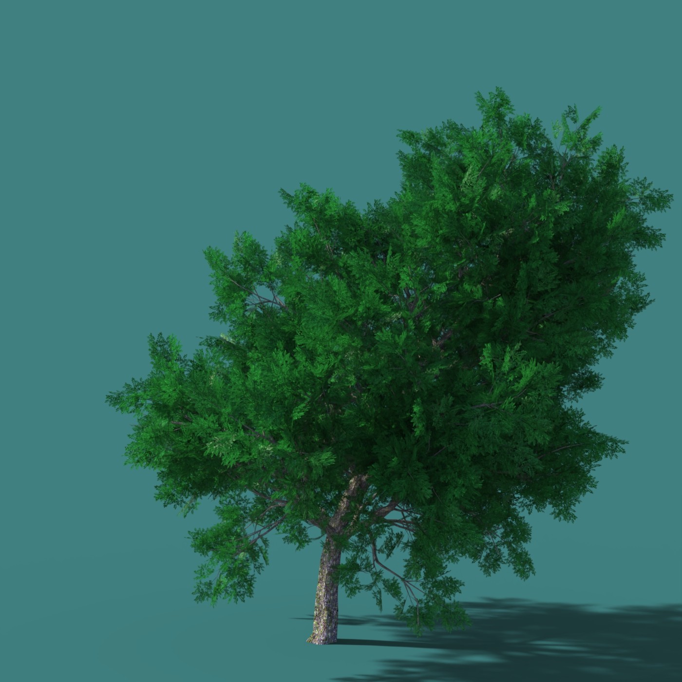 DazTree by N/A
