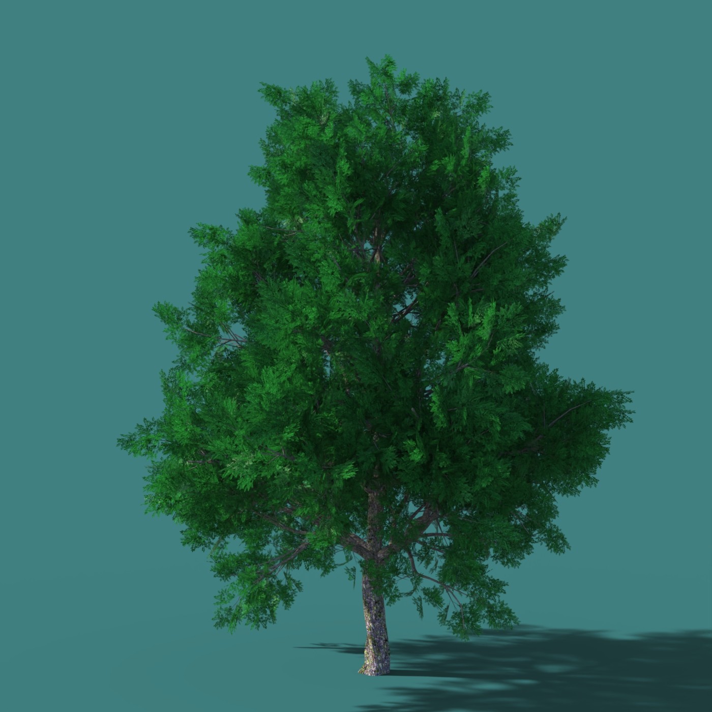 DazTree by N/A