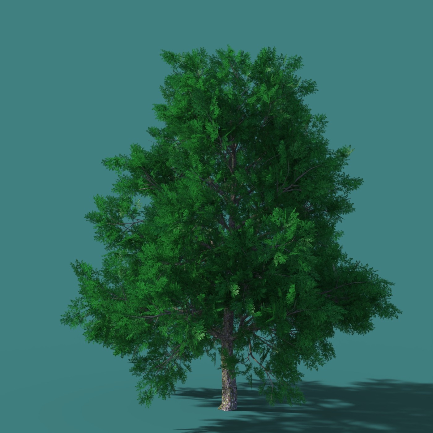 DazTree by N/A