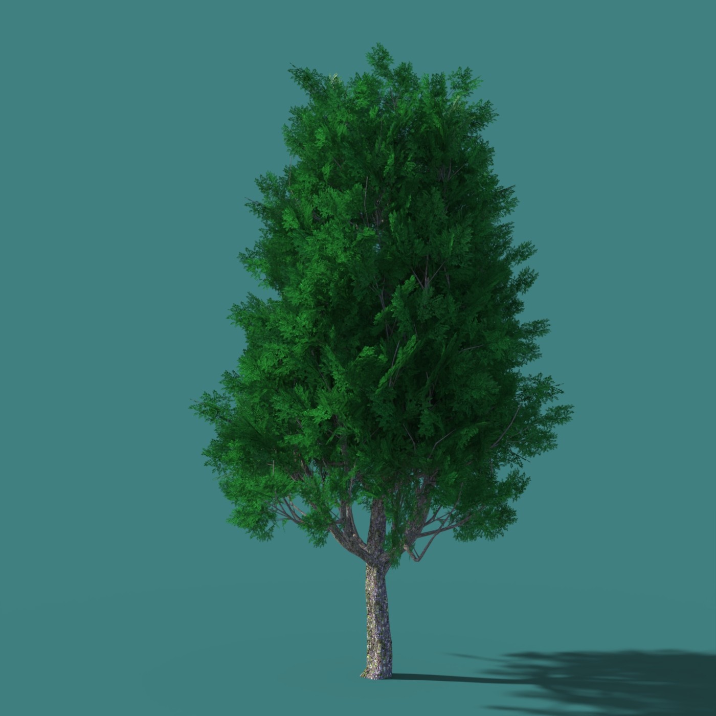 DazTree by N/A