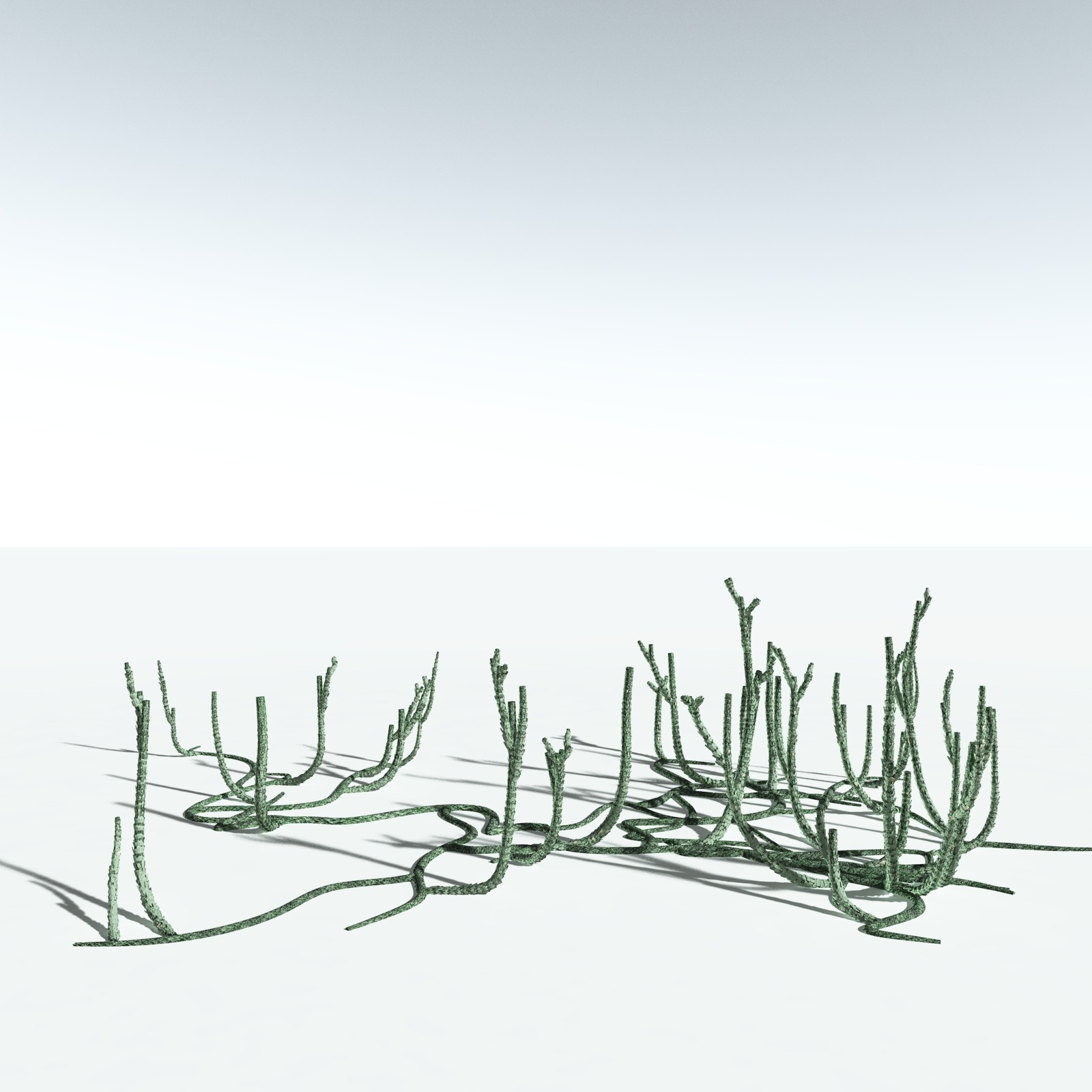 EVERYPlant Asteroxylon Mackiei for Vue by N/A