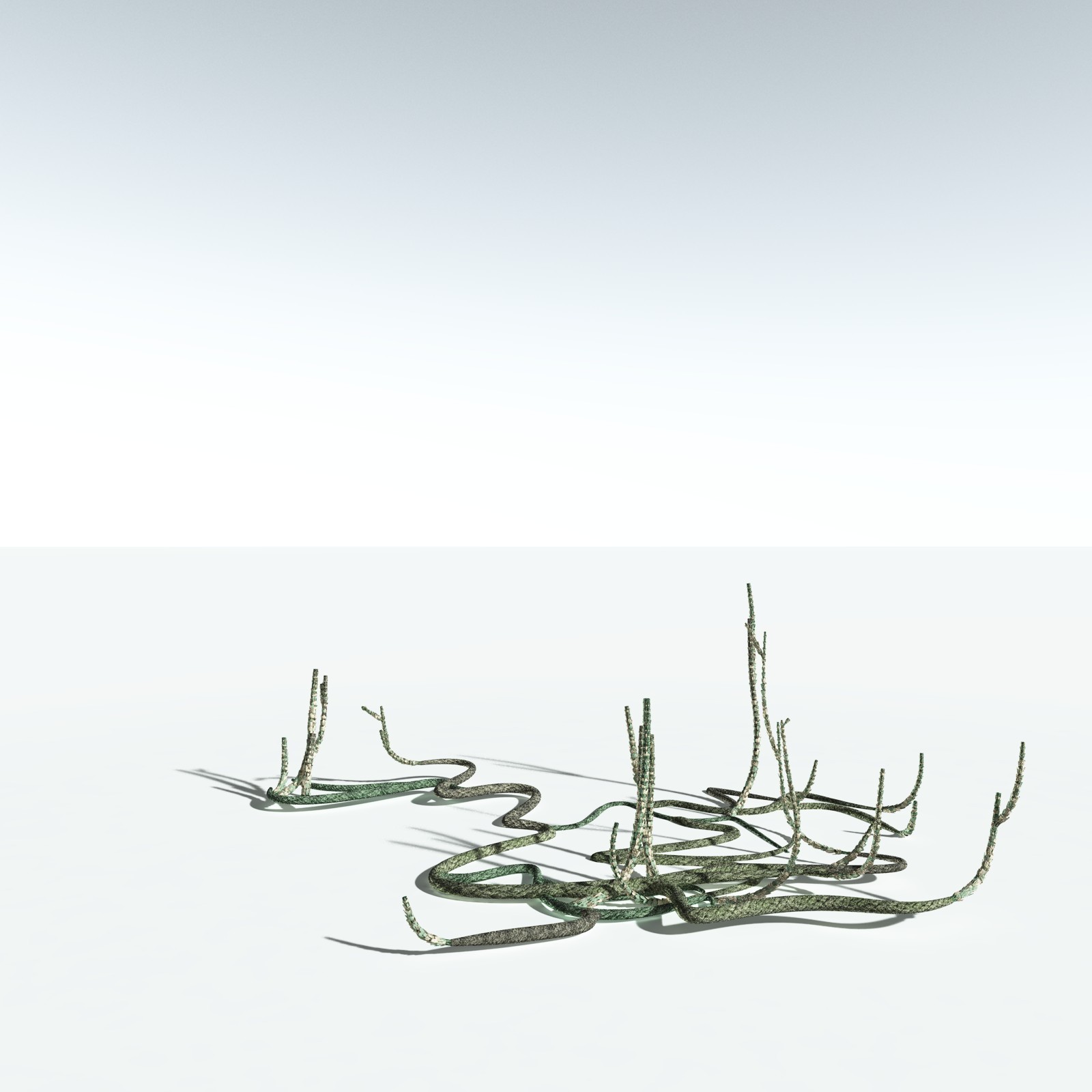 EVERYPlant Asteroxylon Mackiei for Vue by N/A
