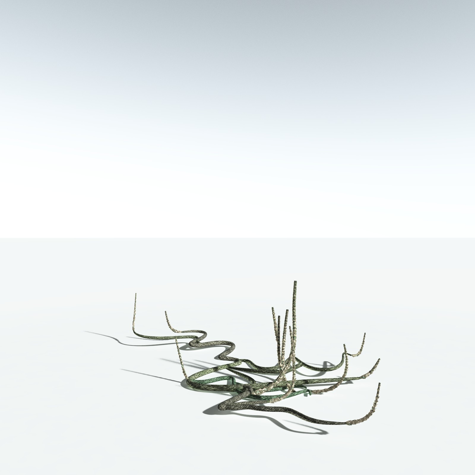 EVERYPlant Asteroxylon Mackiei for Vue by N/A