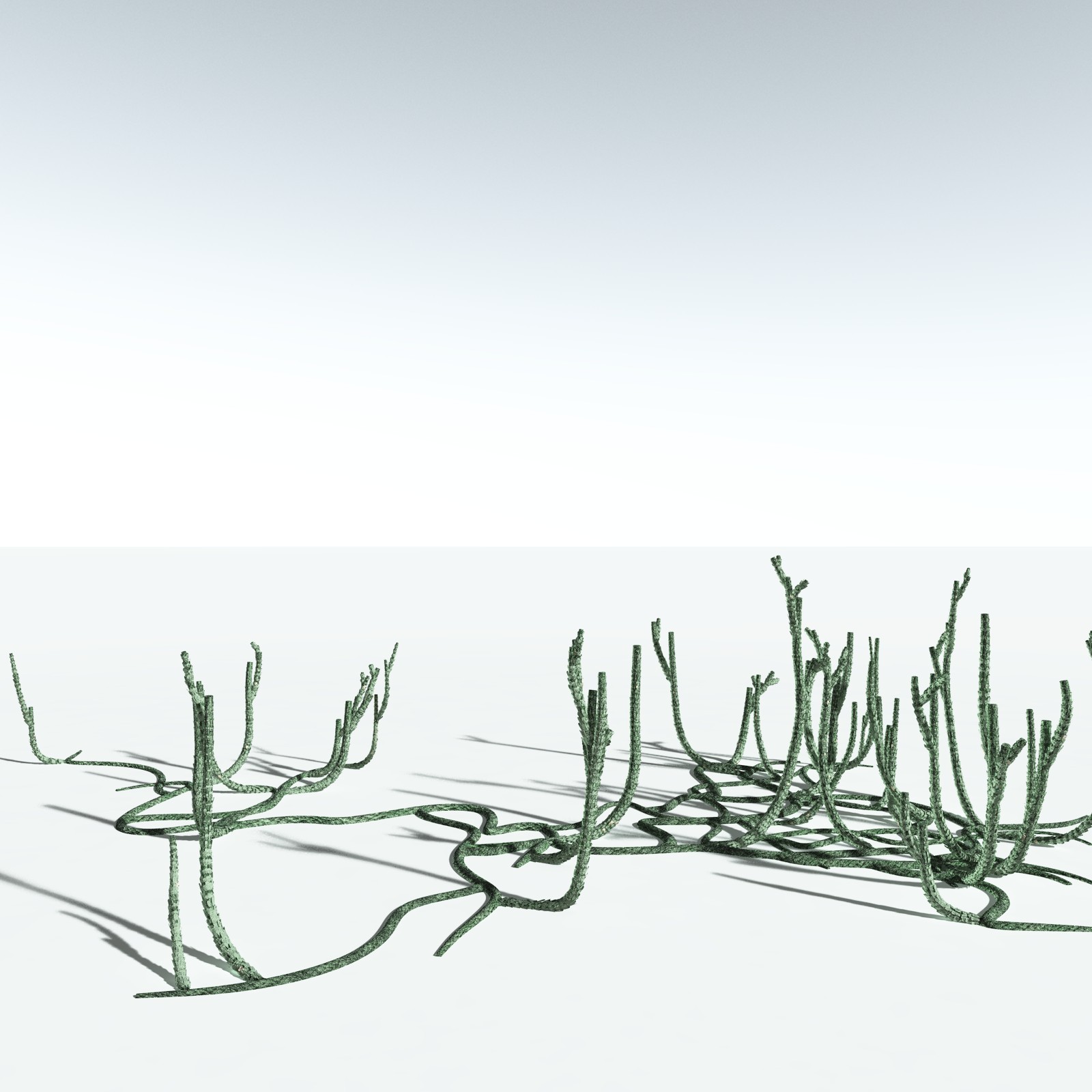 EVERYPlant Asteroxylon Mackiei for Vue by N/A