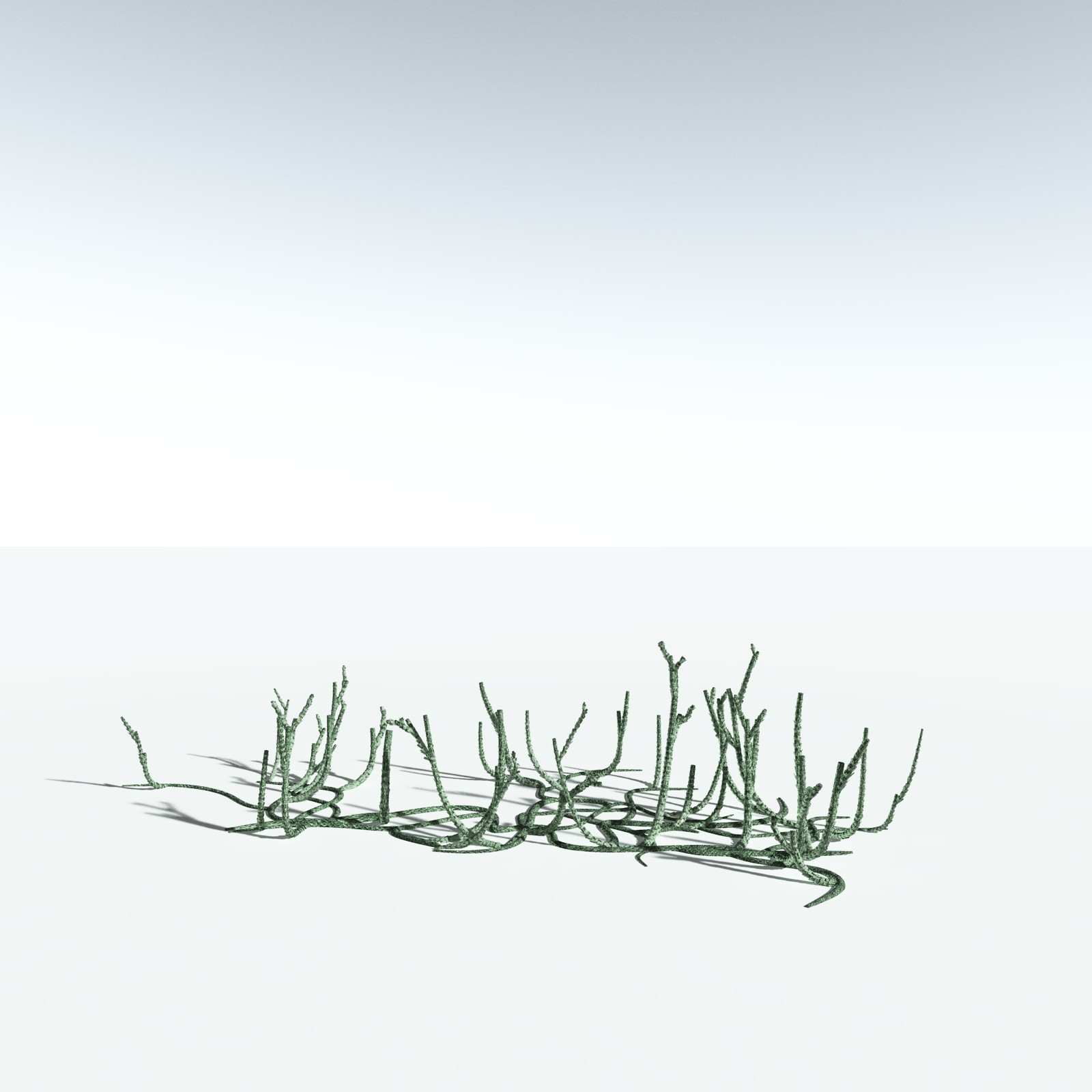 EVERYPlant Asteroxylon Mackiei for Vue by N/A