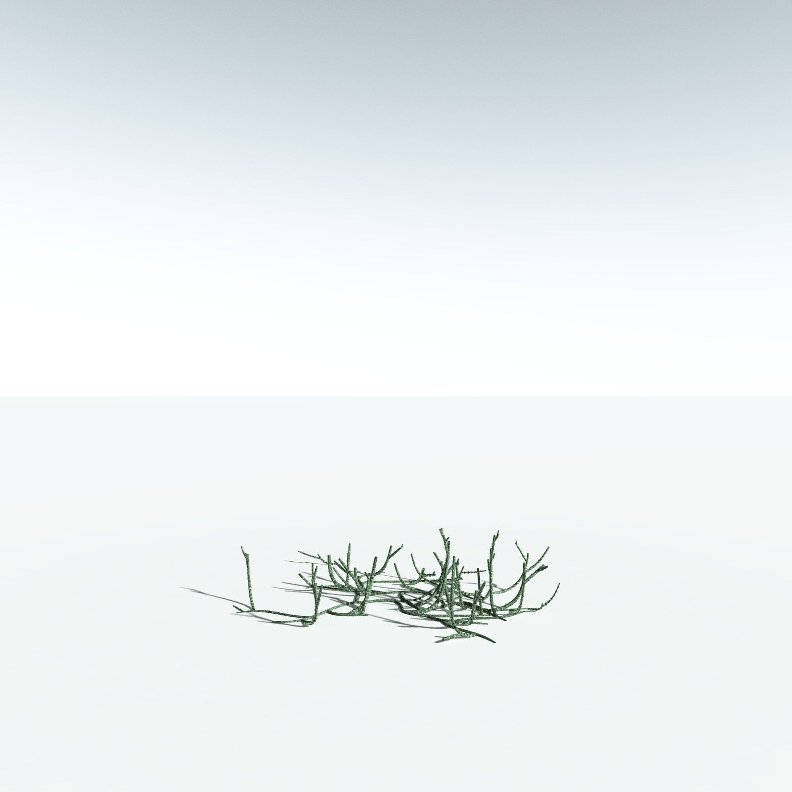 EVERYPlant Asteroxylon Mackiei for Vue by N/A