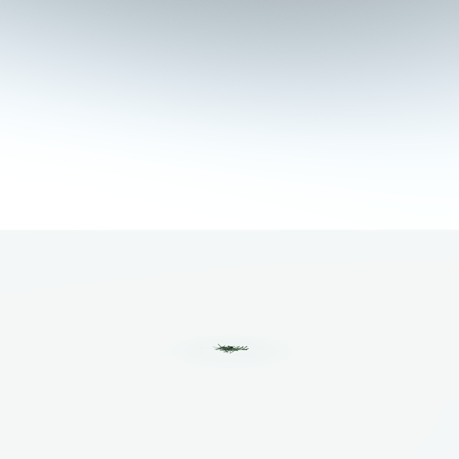 EVERYPlant Asteroxylon Mackiei for Vue by N/A