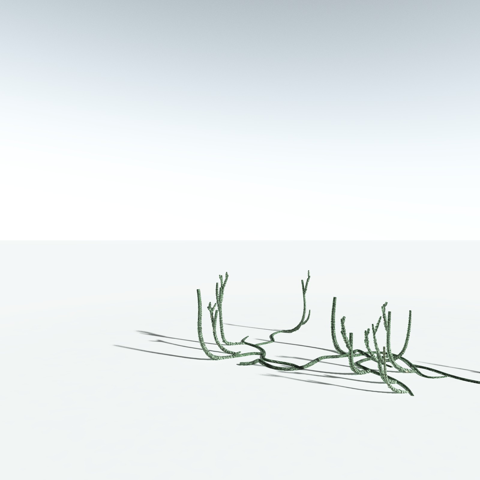 EVERYPlant Asteroxylon Mackiei for Vue by N/A
