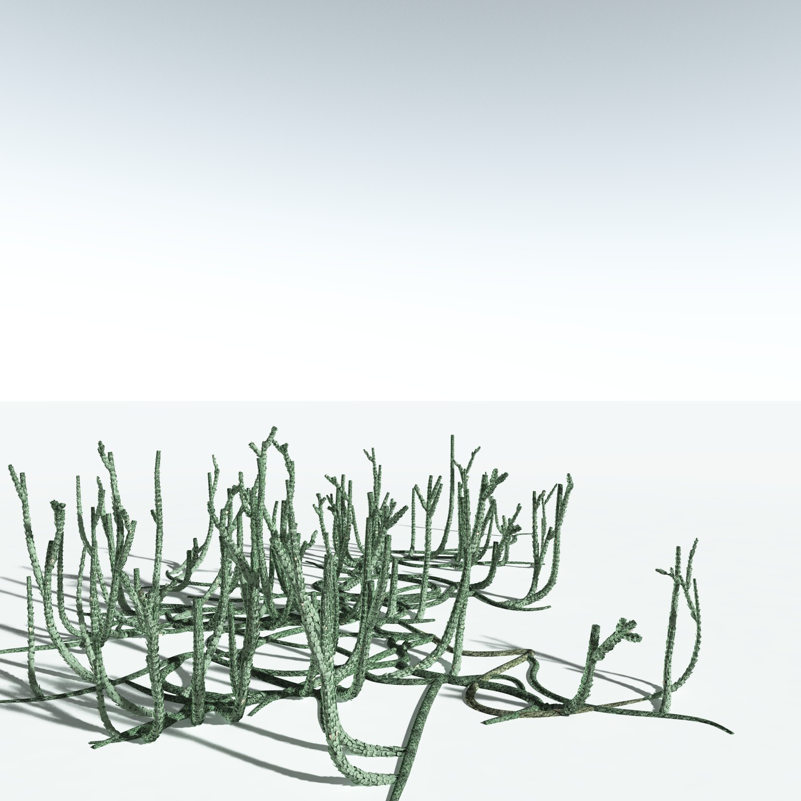 EVERYPlant Asteroxylon Mackiei for Vue by N/A