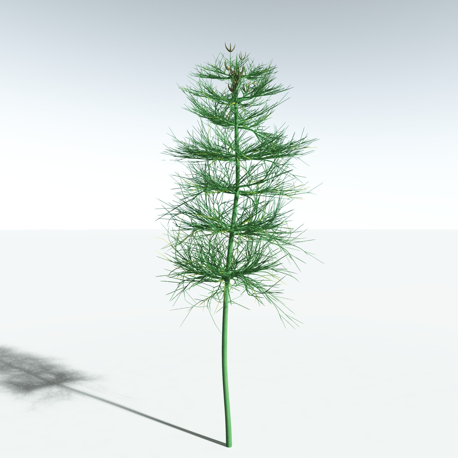 EVERYPlant Elkinsia Polymorpha for Vue by N/A