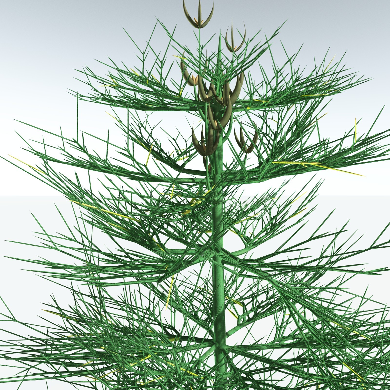 EVERYPlant Elkinsia Polymorpha for Vue by N/A