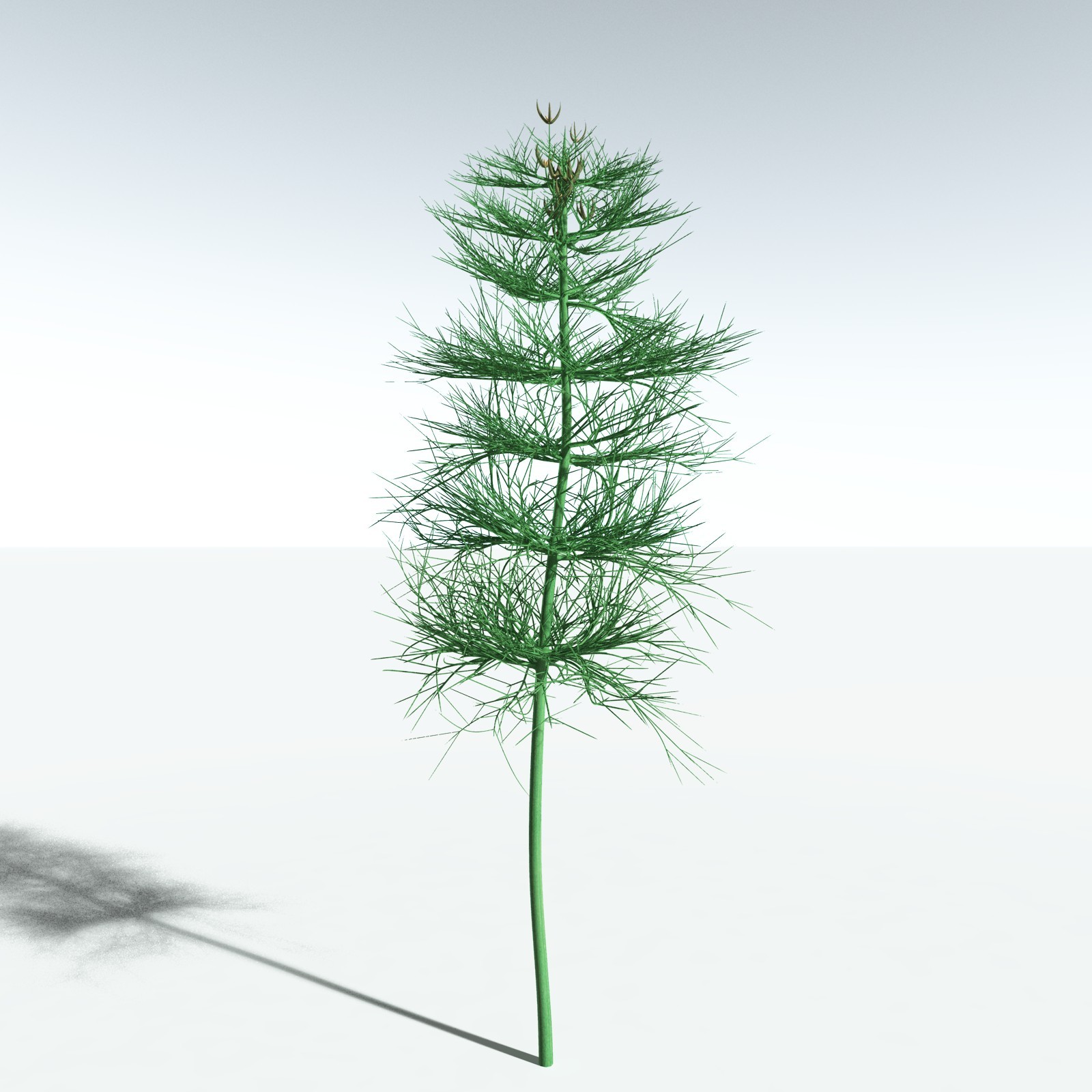 EVERYPlant Elkinsia Polymorpha for Vue by N/A