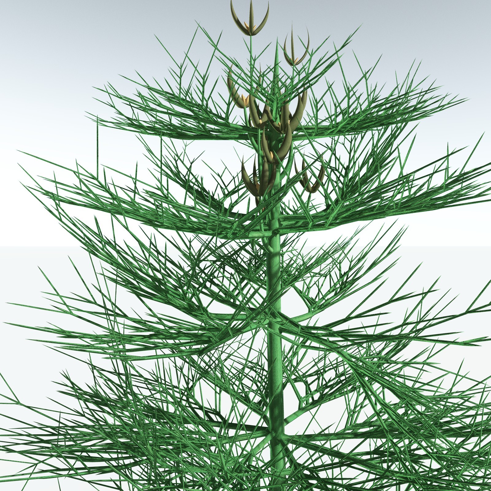 EVERYPlant Elkinsia Polymorpha for Vue by N/A