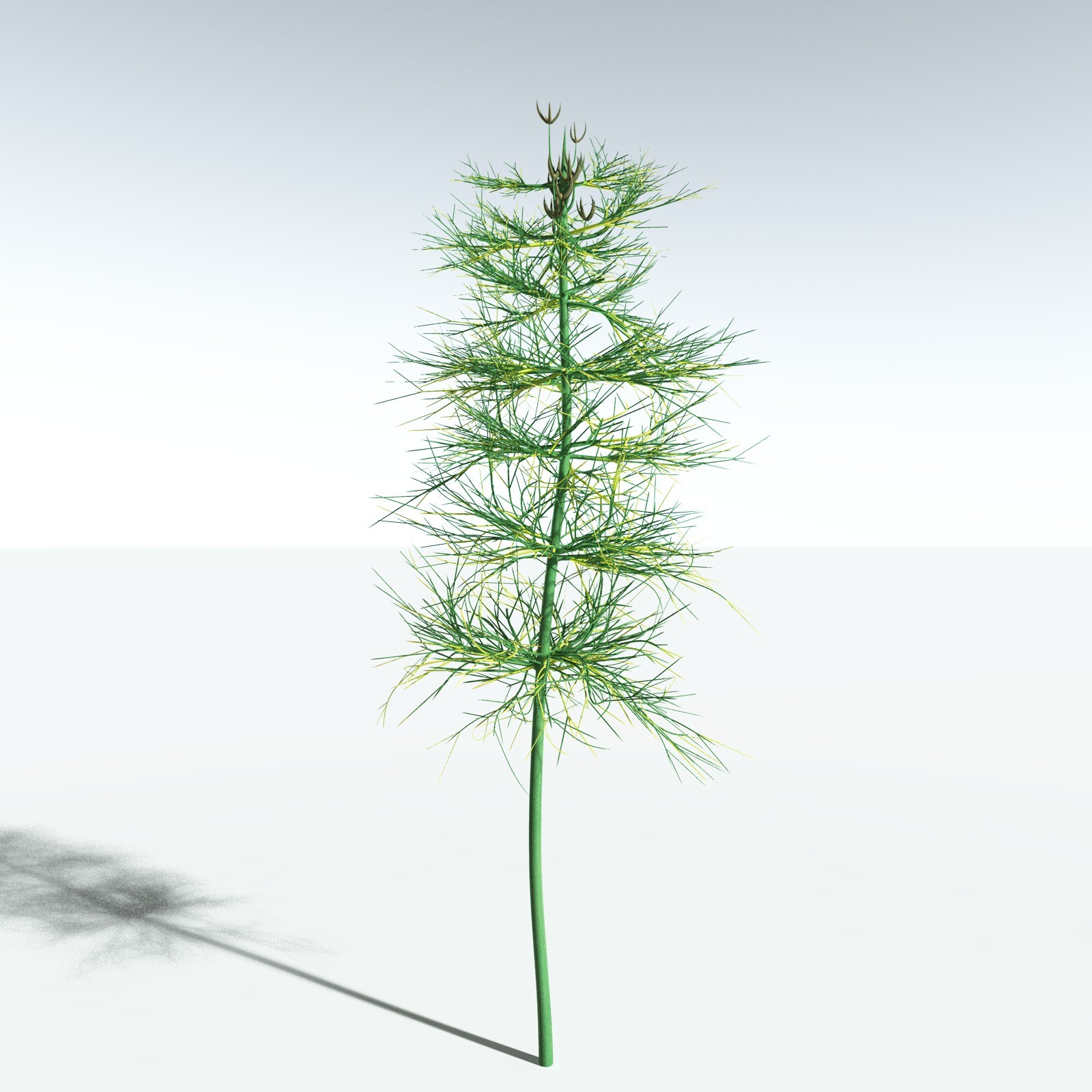 EVERYPlant Elkinsia Polymorpha for Vue by N/A