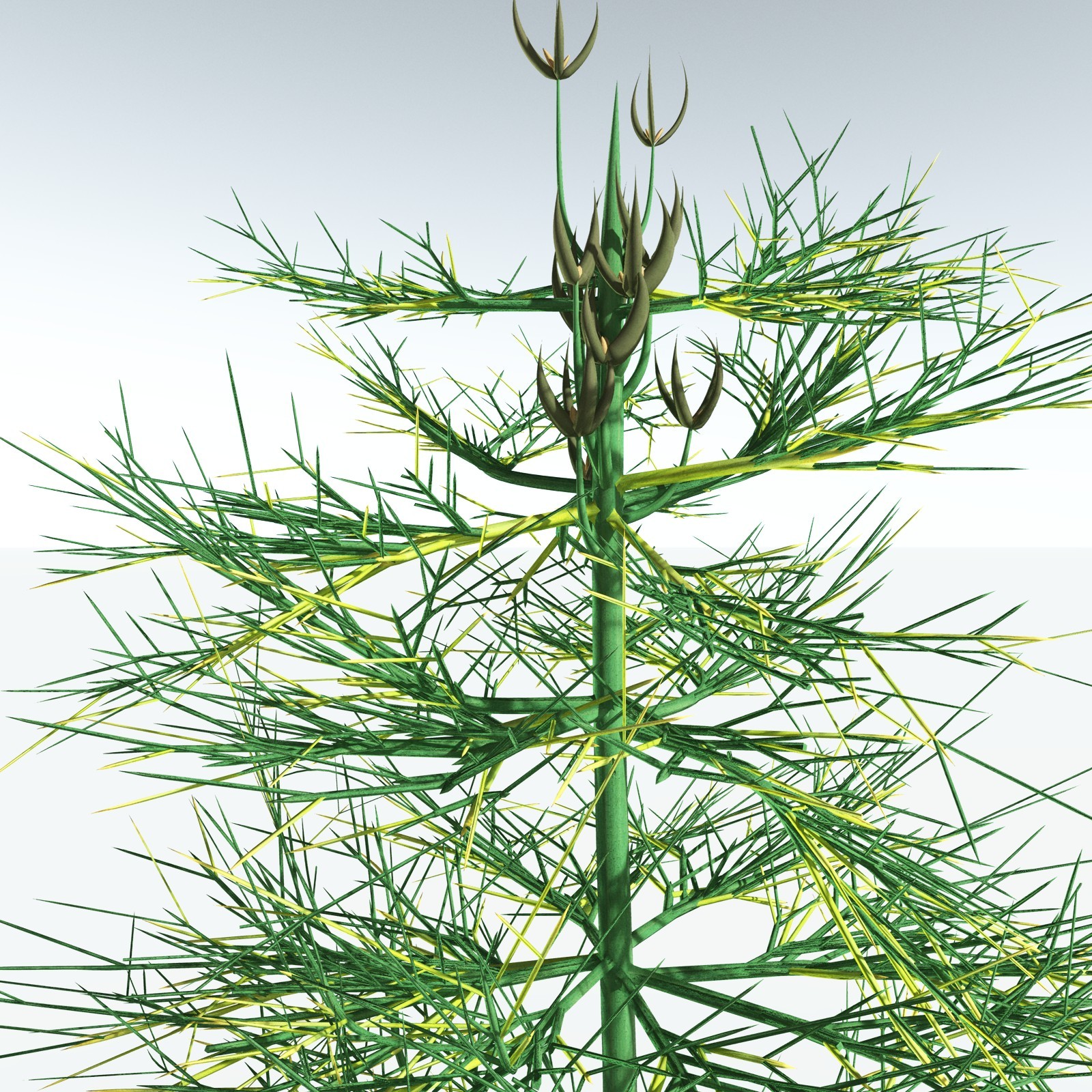 EVERYPlant Elkinsia Polymorpha for Vue by N/A